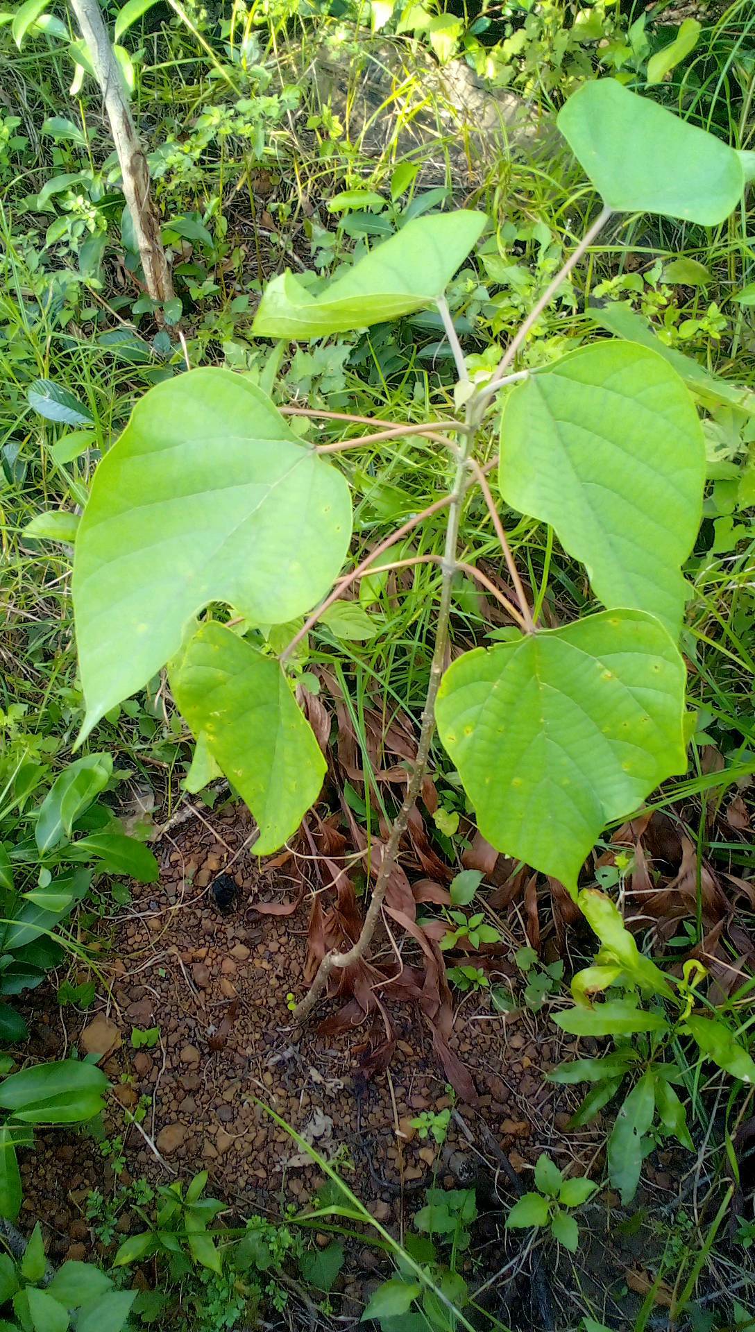 tree