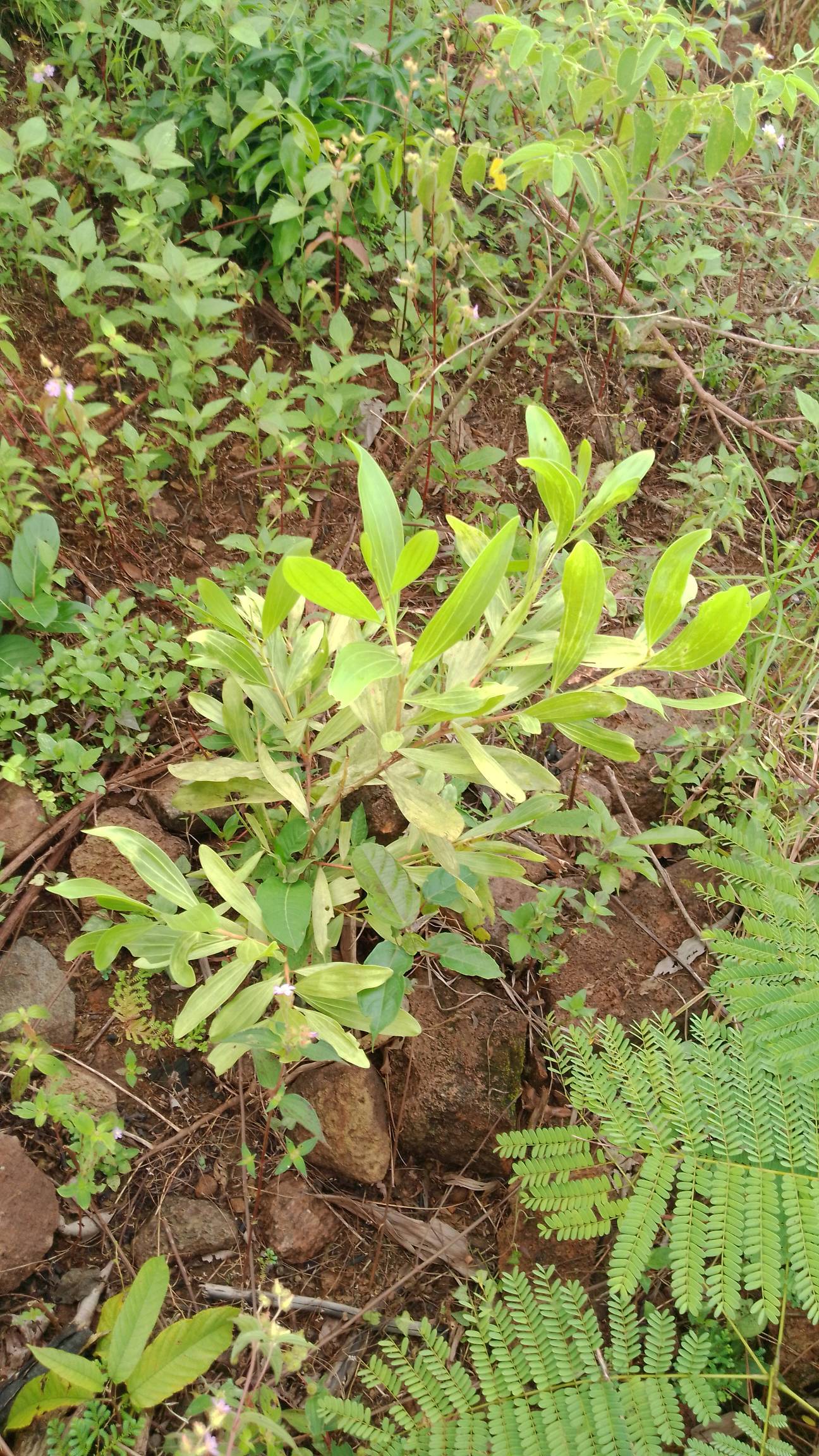 tree