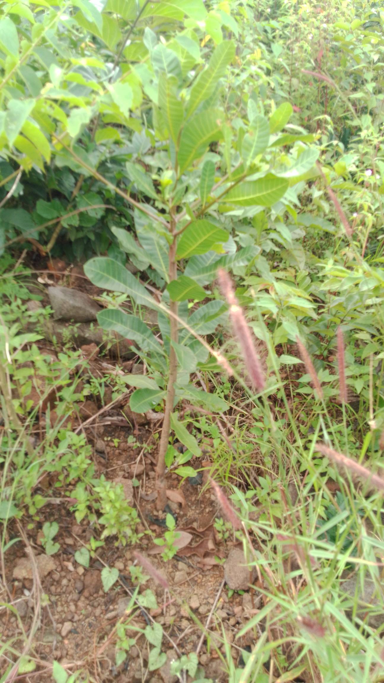 tree