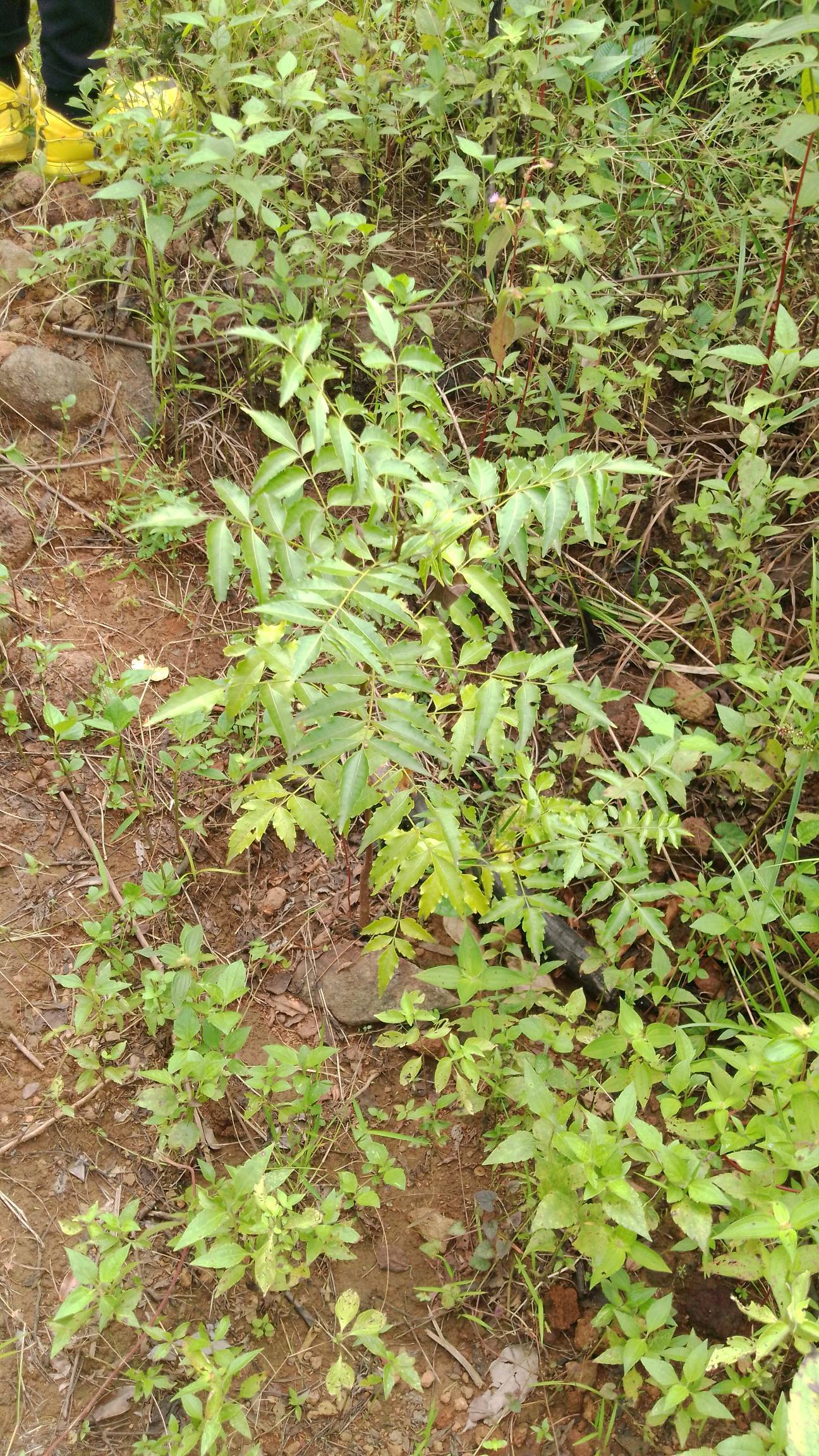 tree