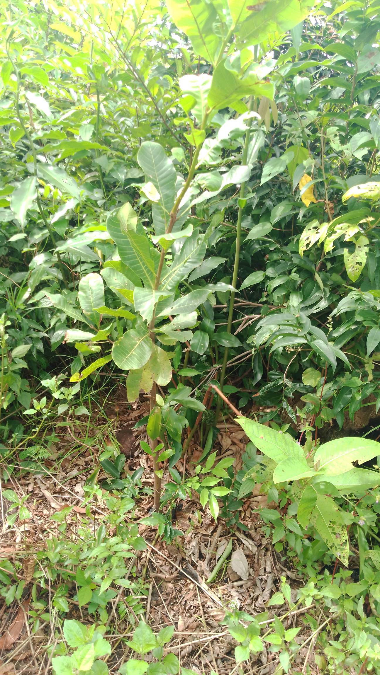 tree