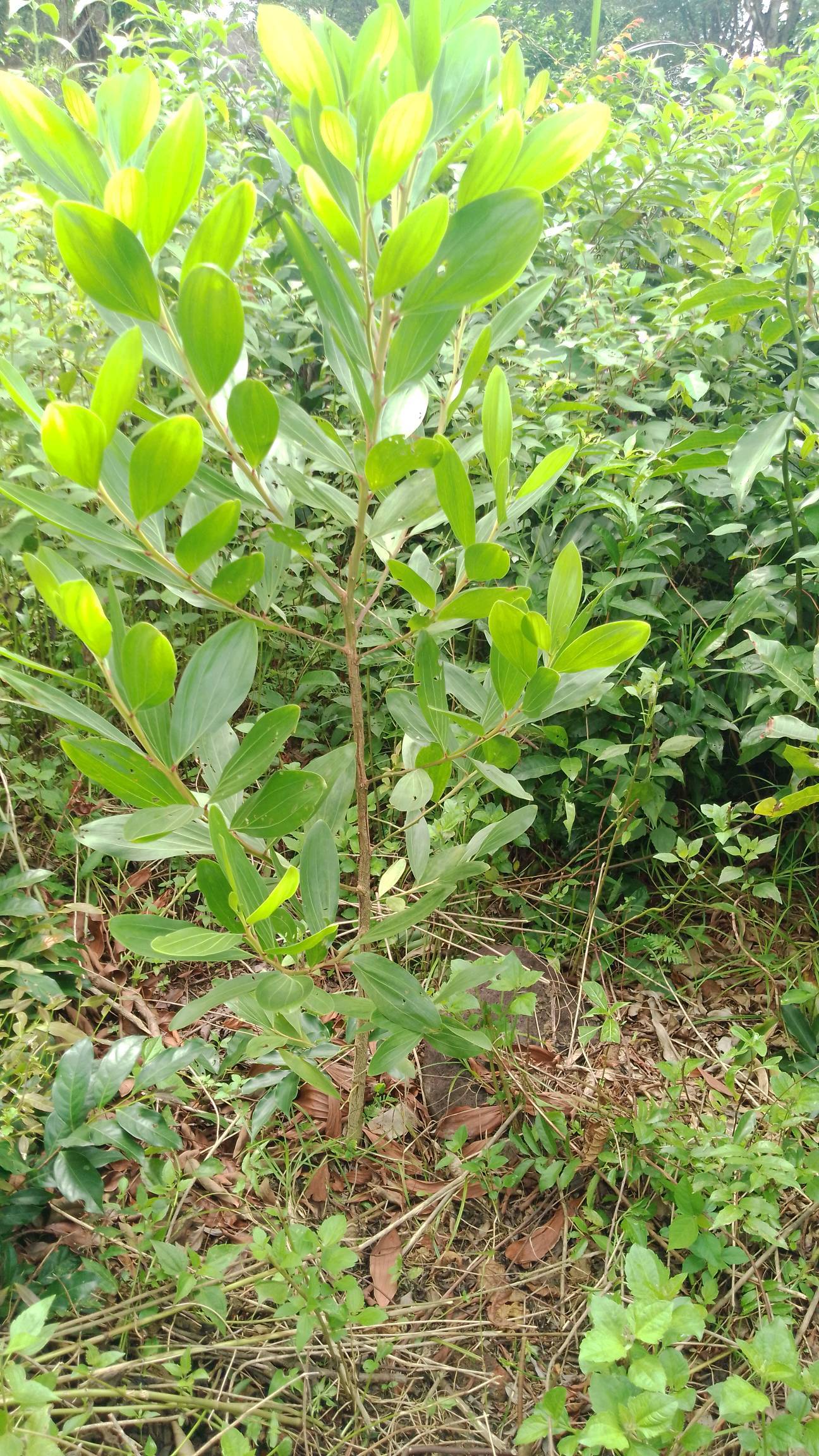 tree