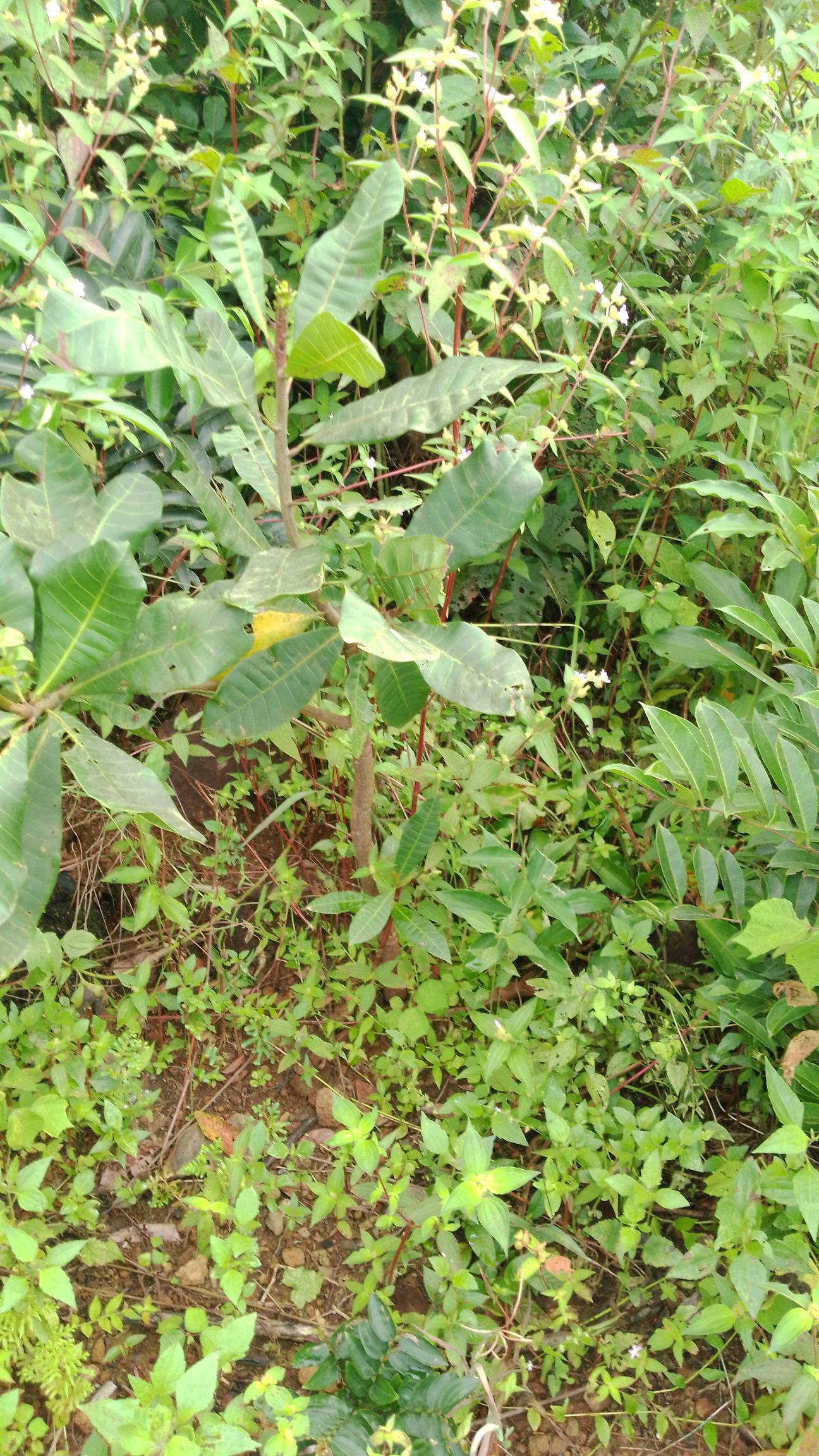 tree