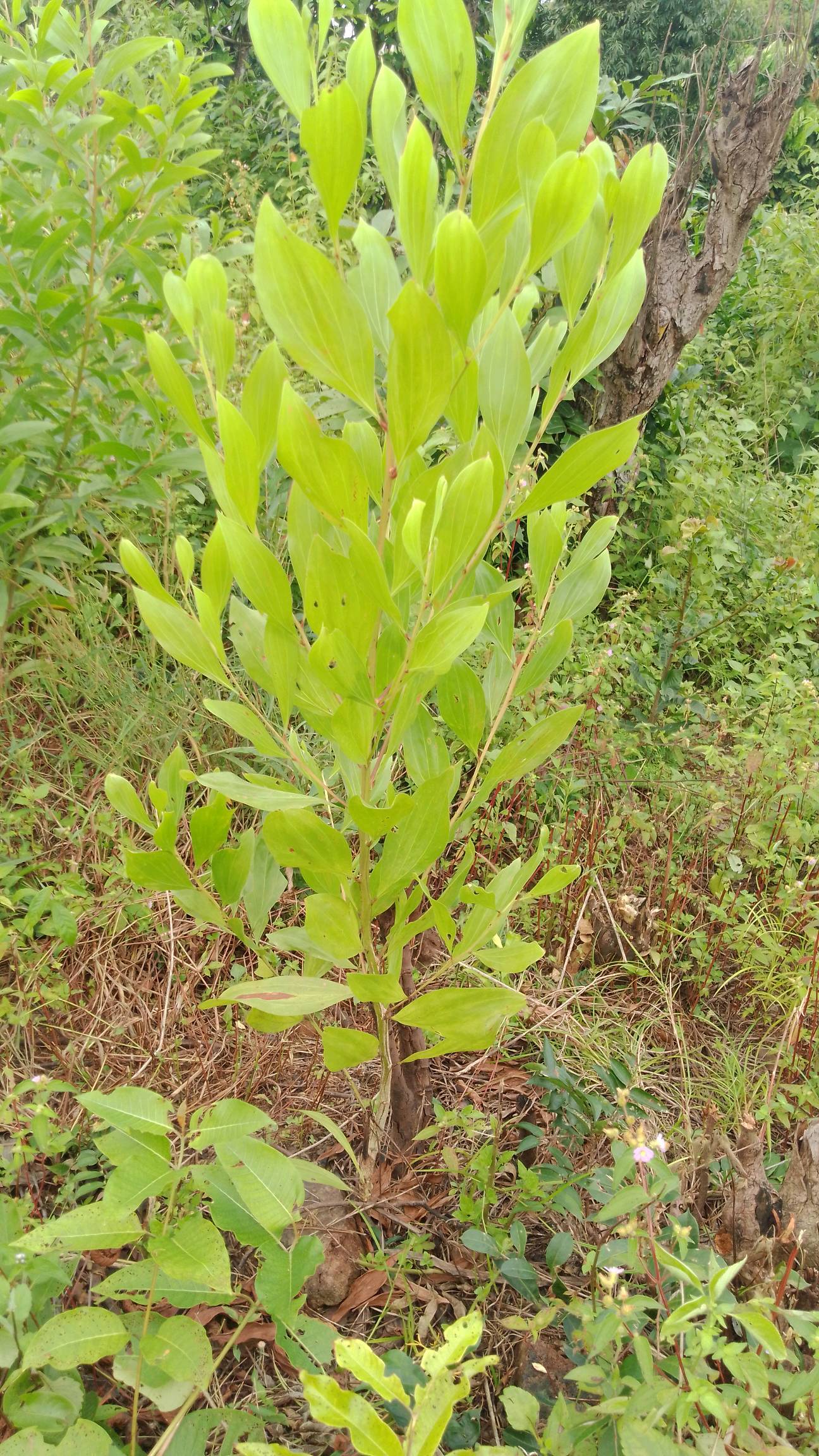 tree