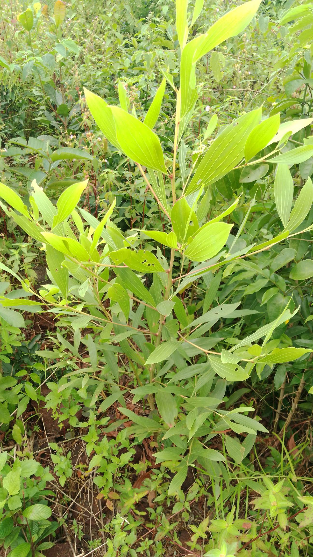 tree