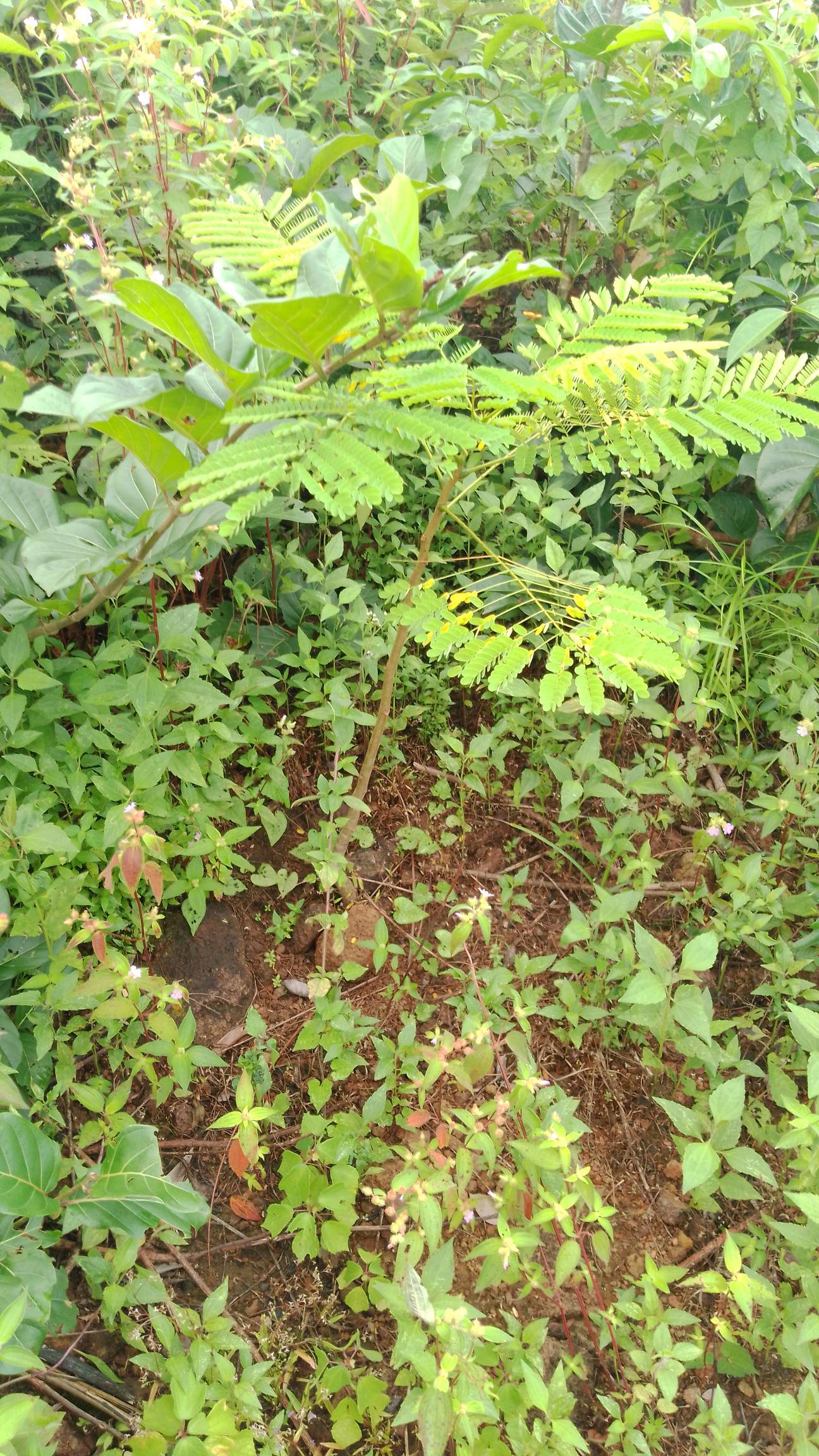 tree