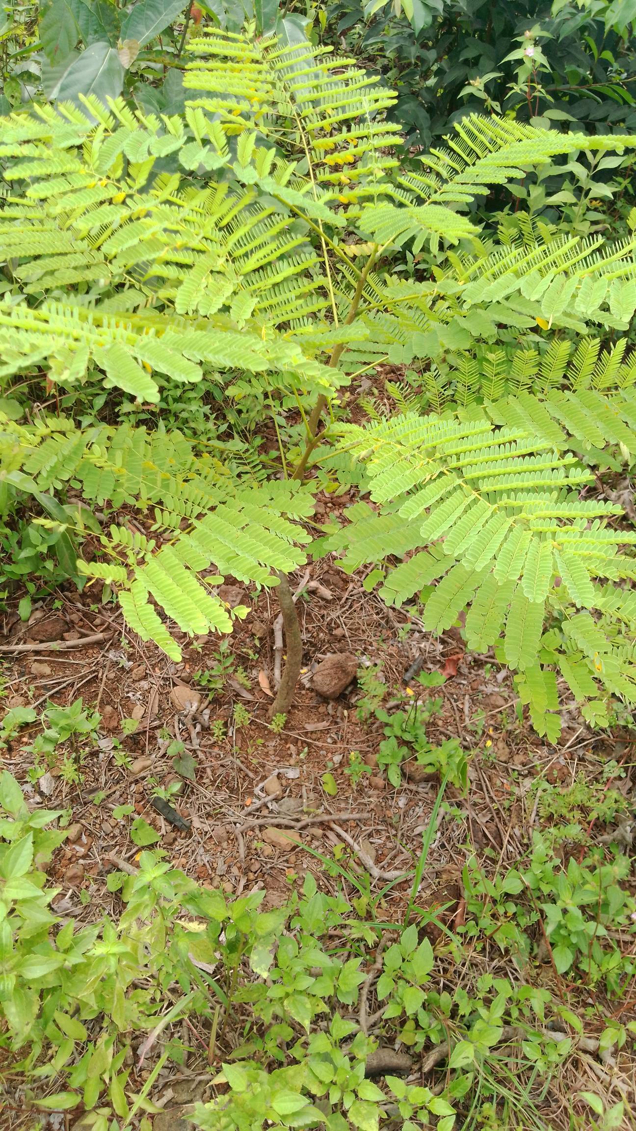 tree