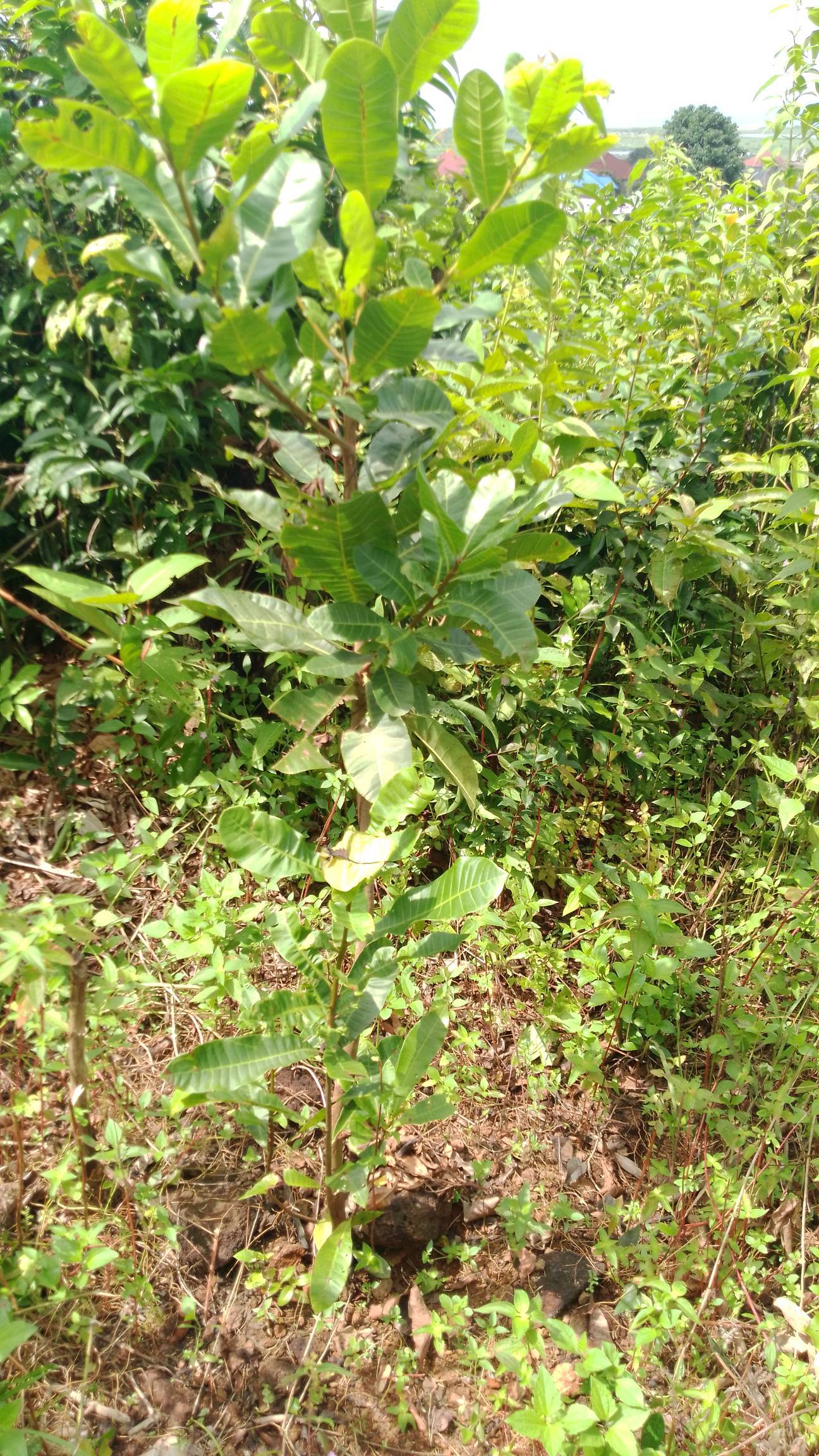 tree