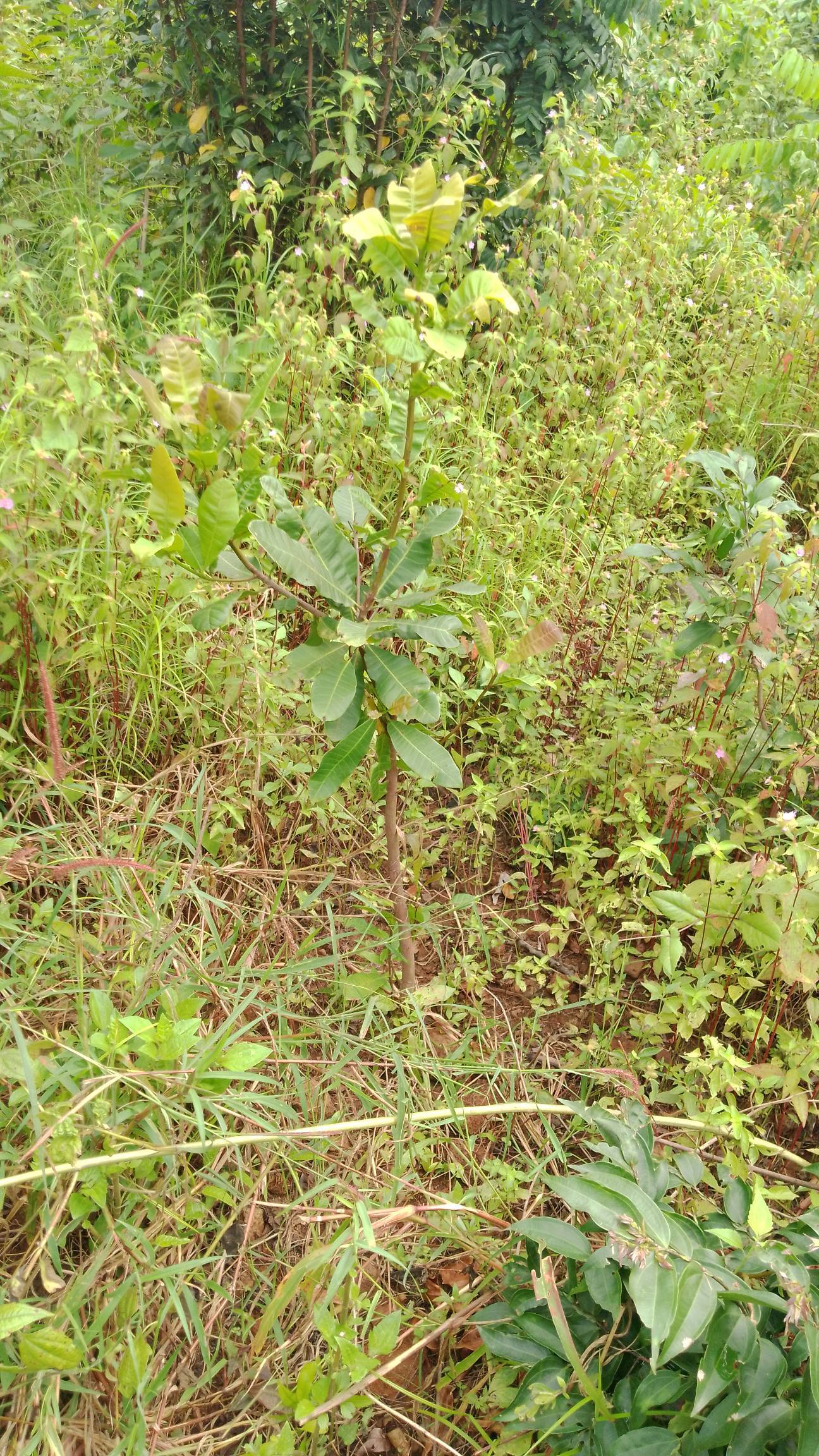 tree