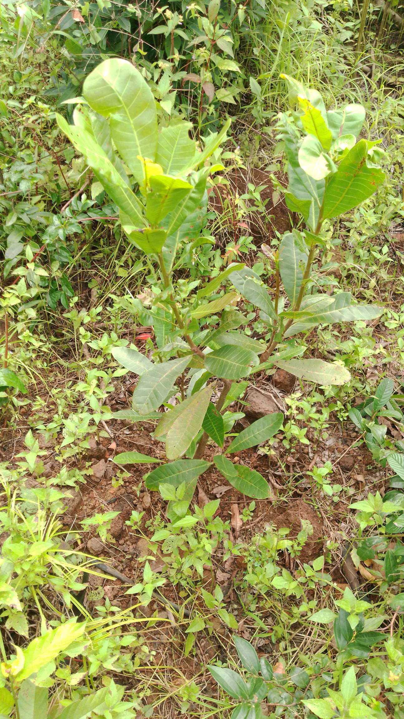 tree