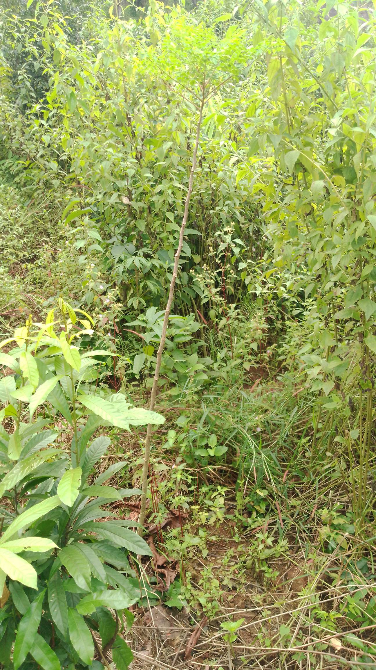 tree