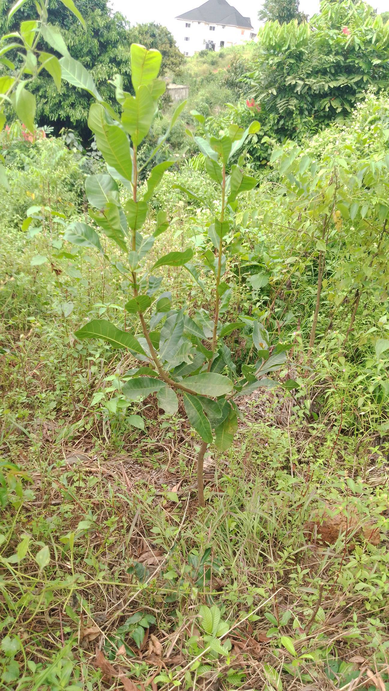 tree