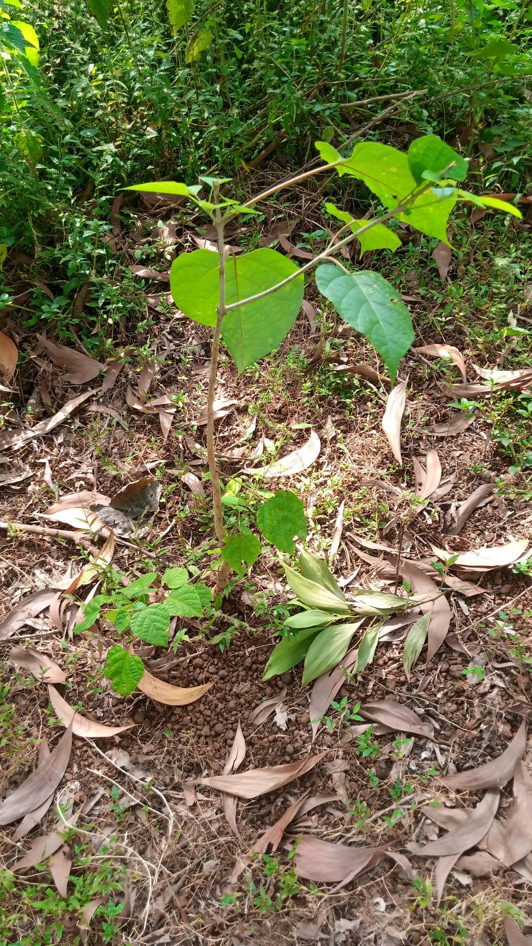tree