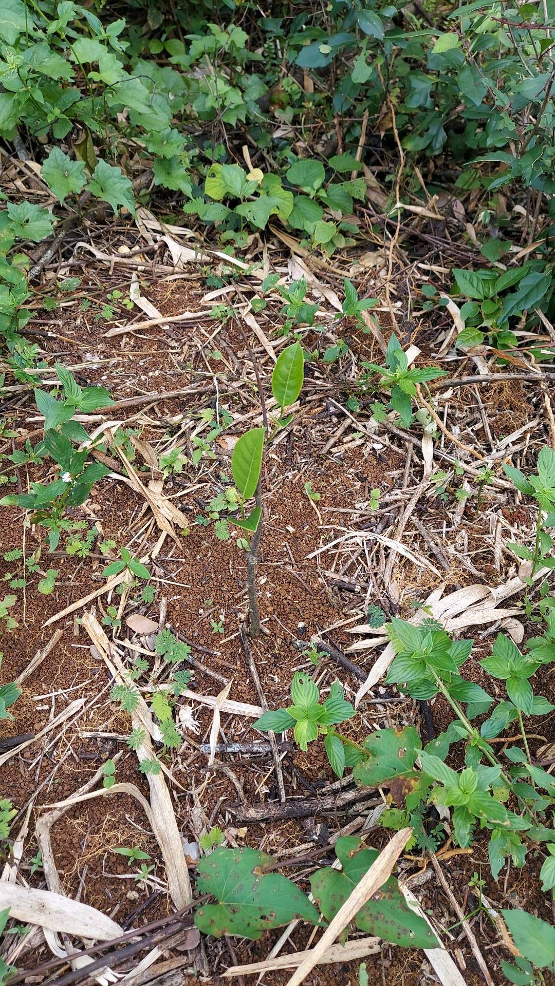 tree