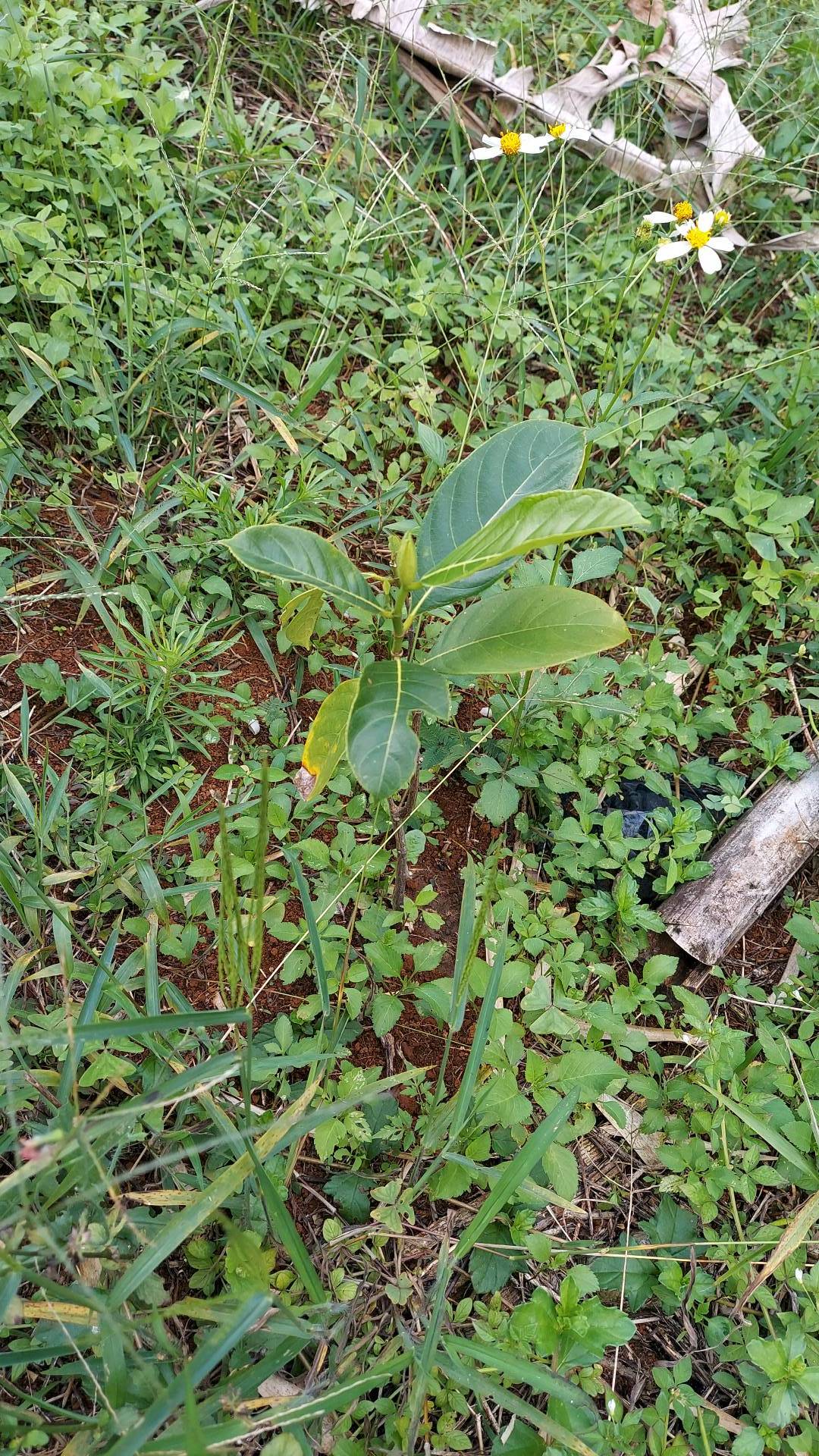 tree