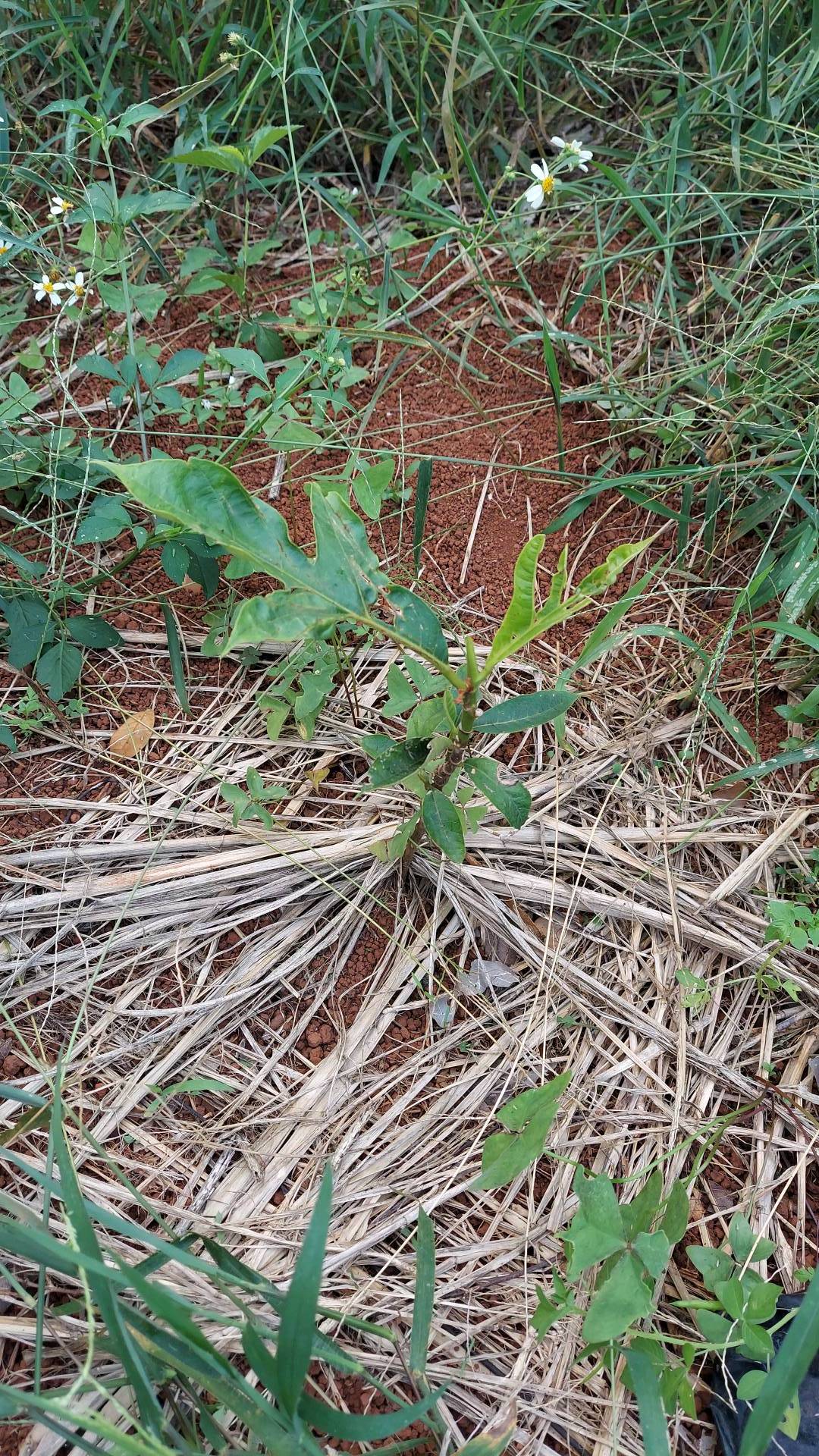 tree