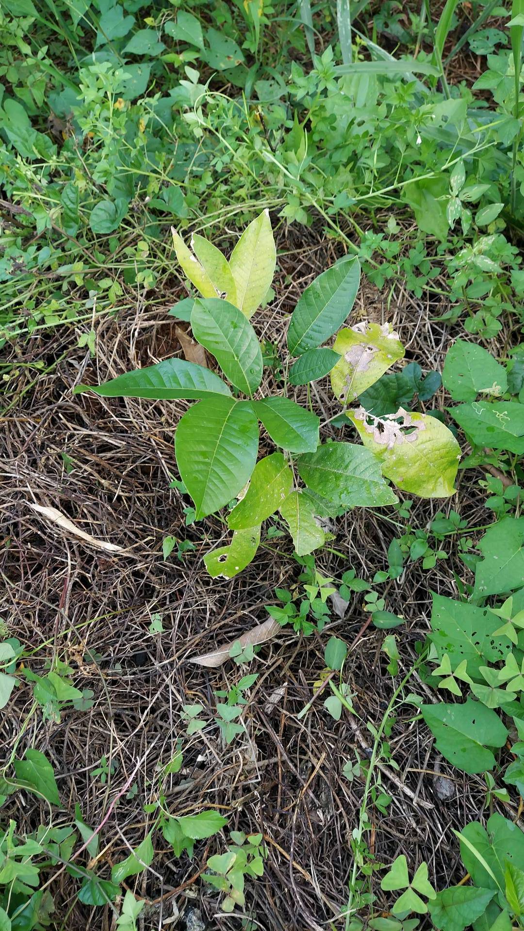 tree