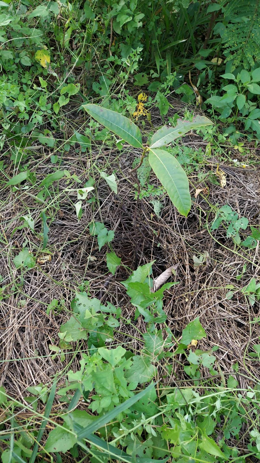 tree