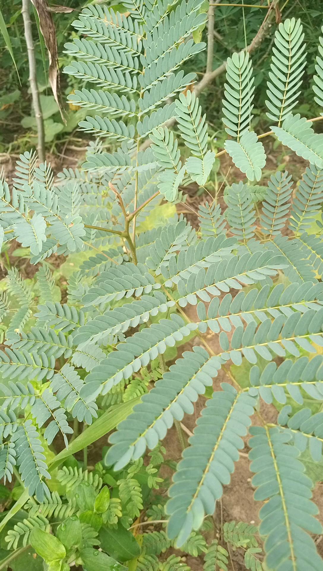 tree