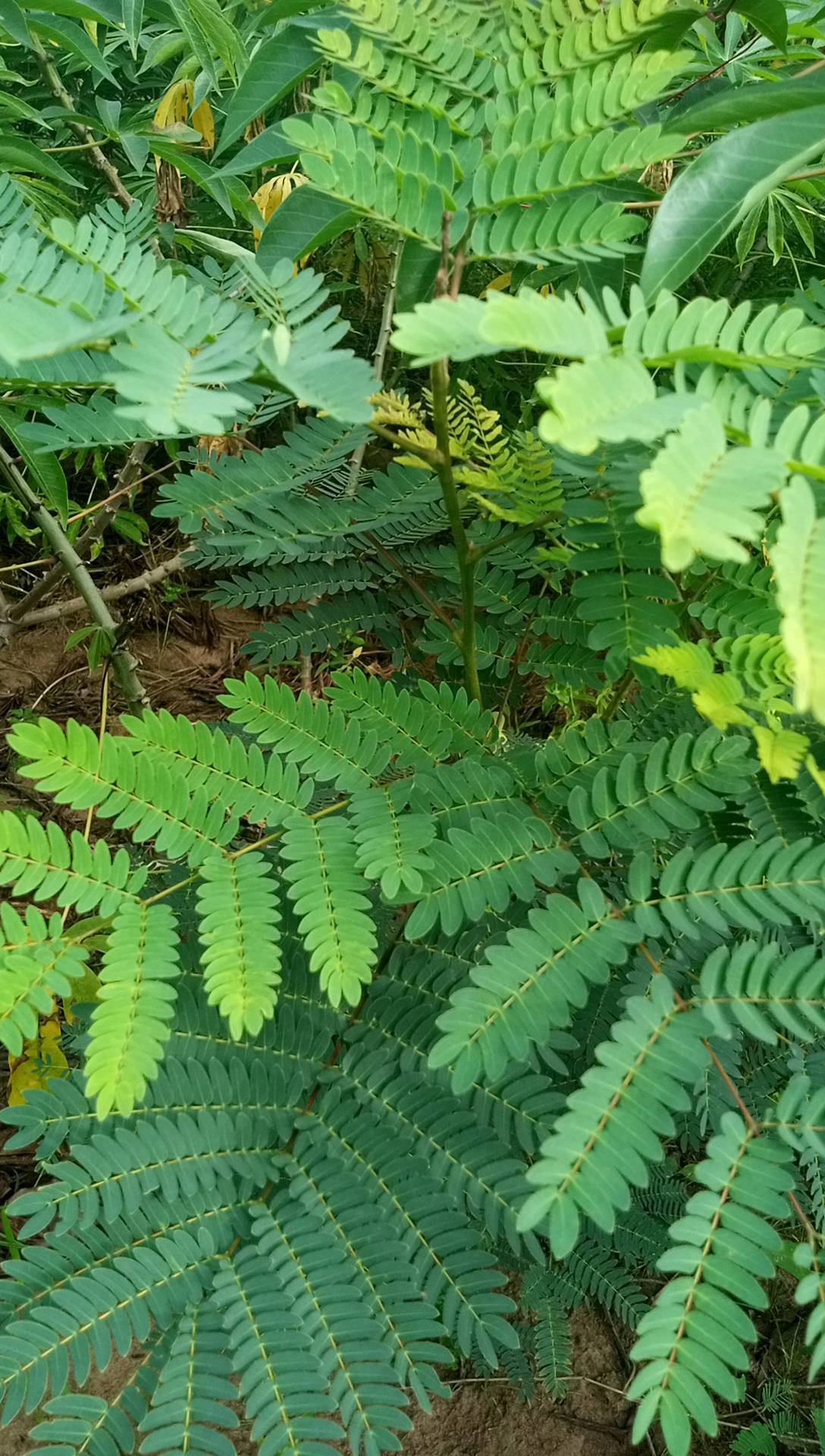 tree