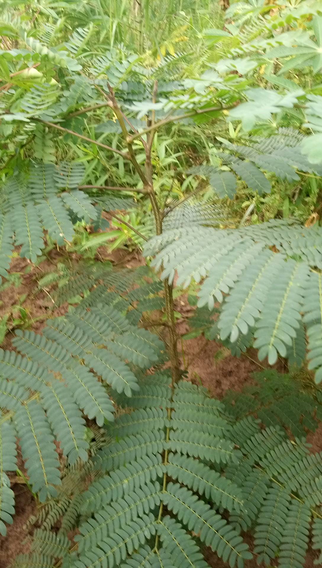 tree