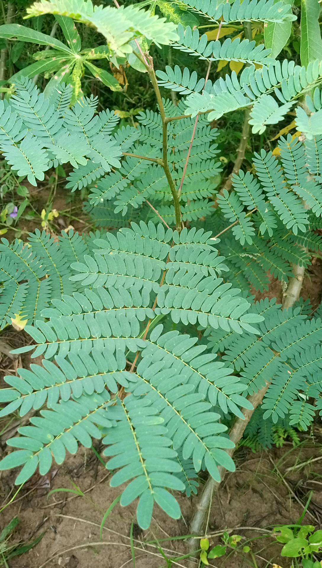 tree