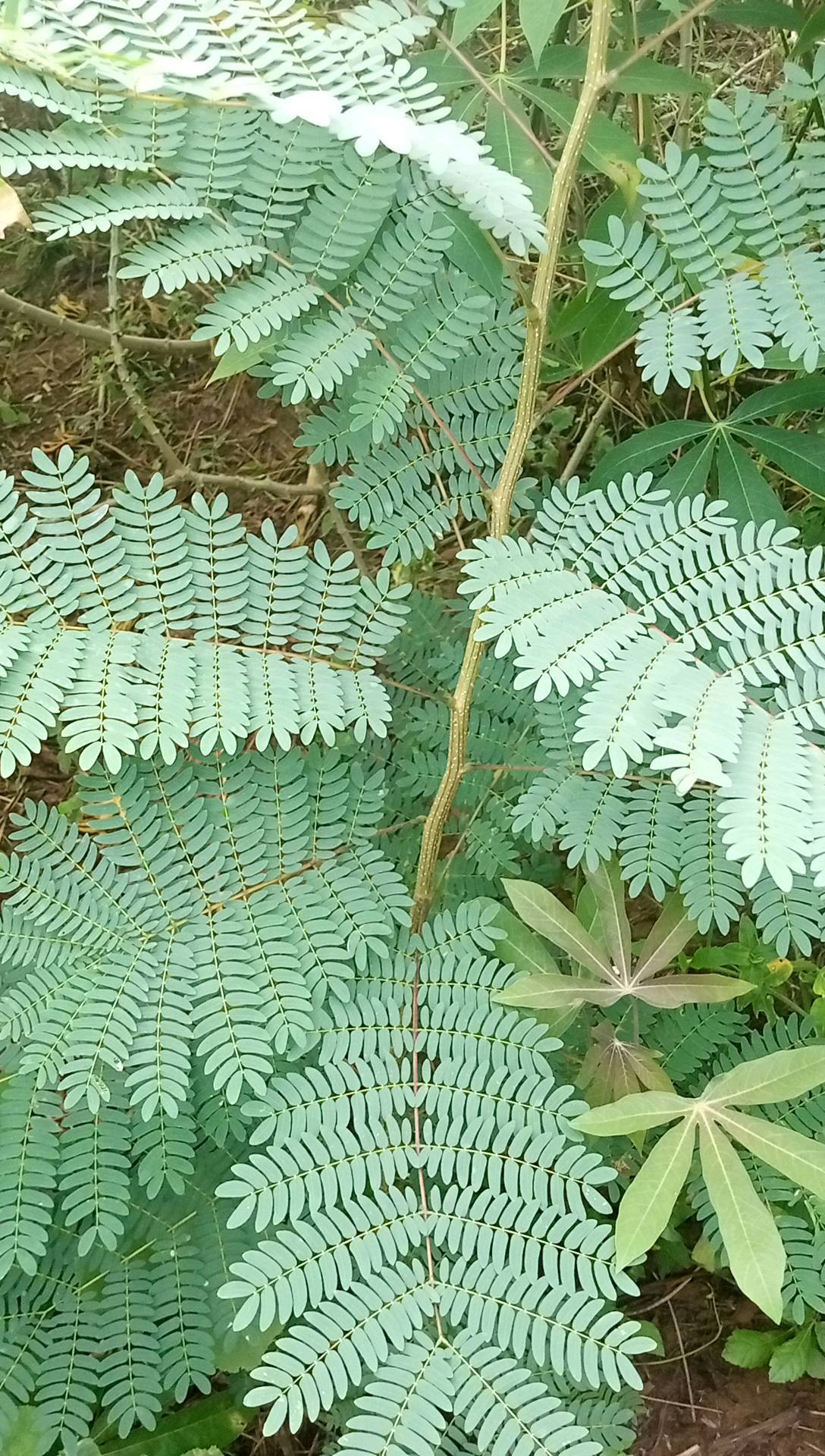 tree