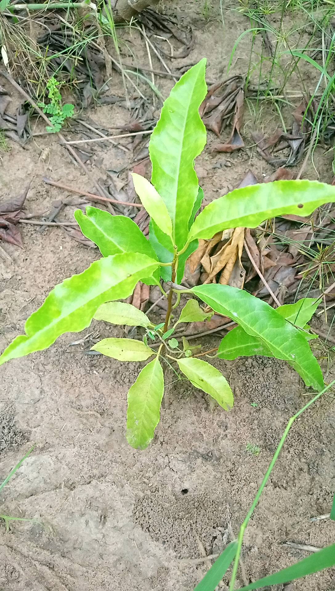 tree