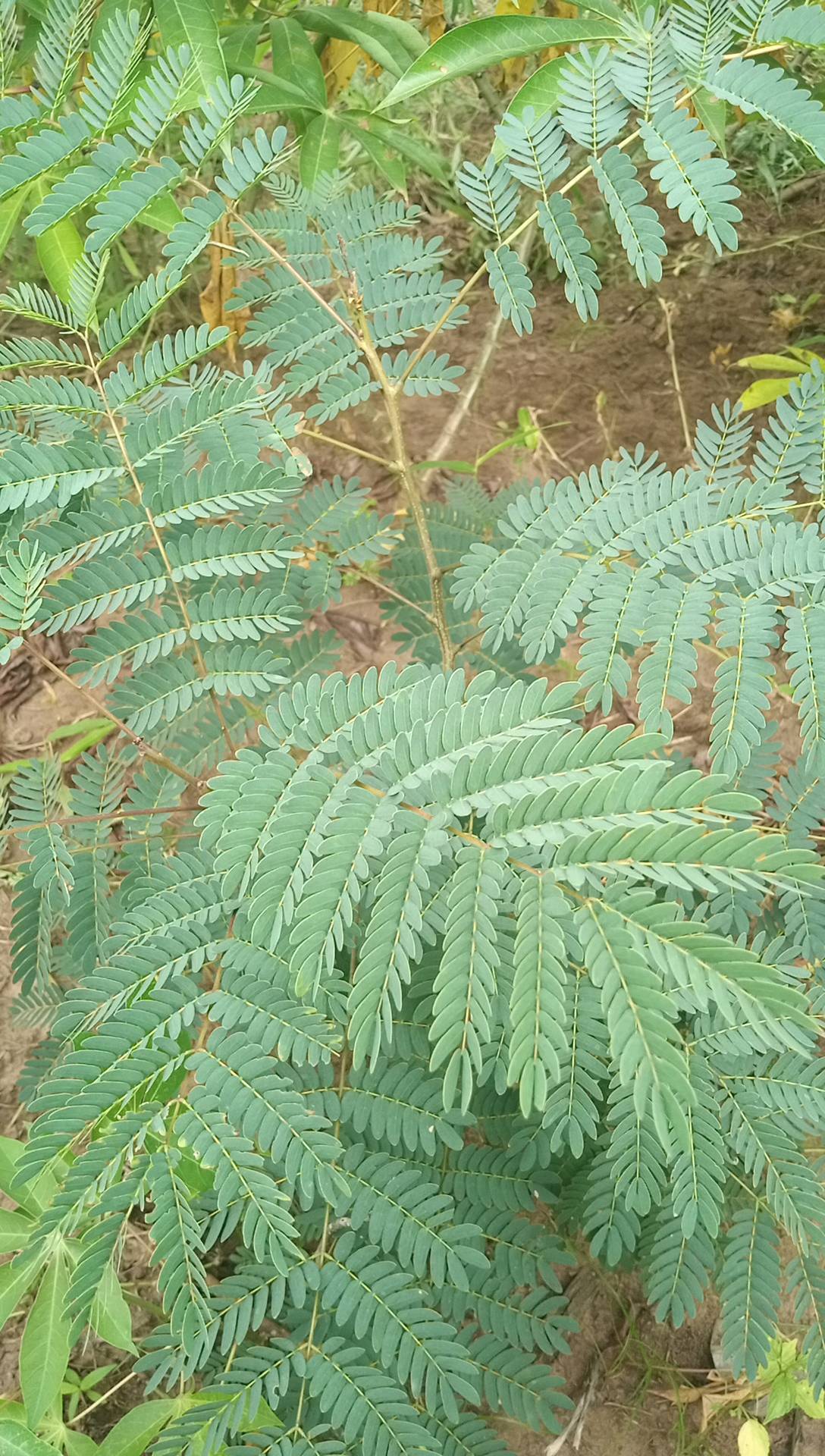 tree