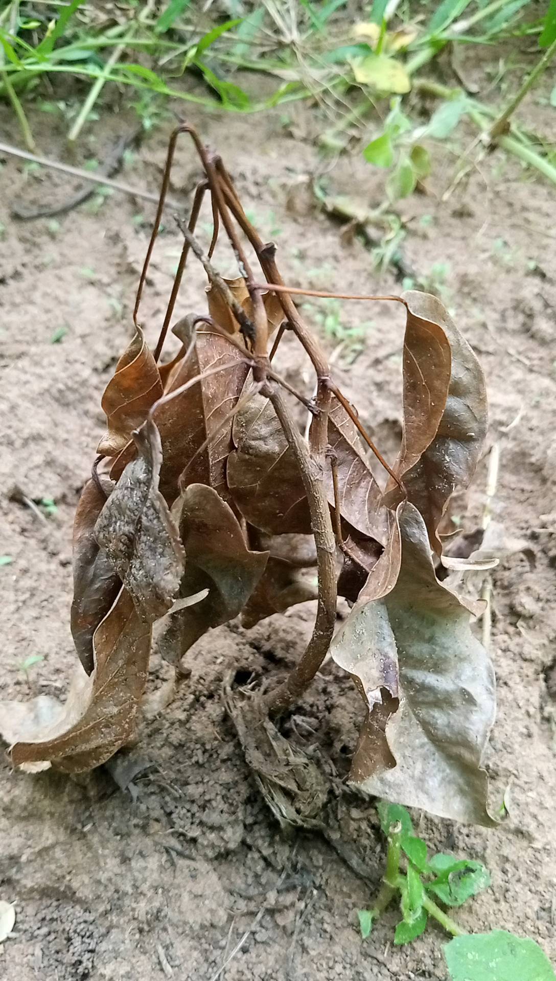 tree