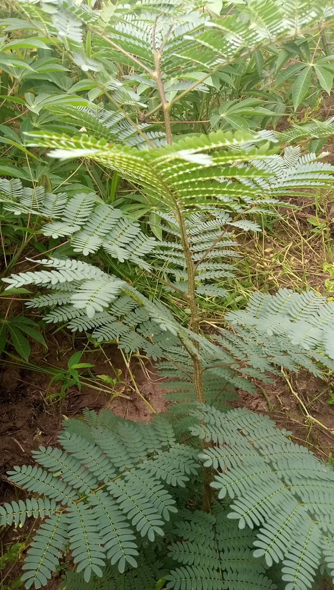 tree