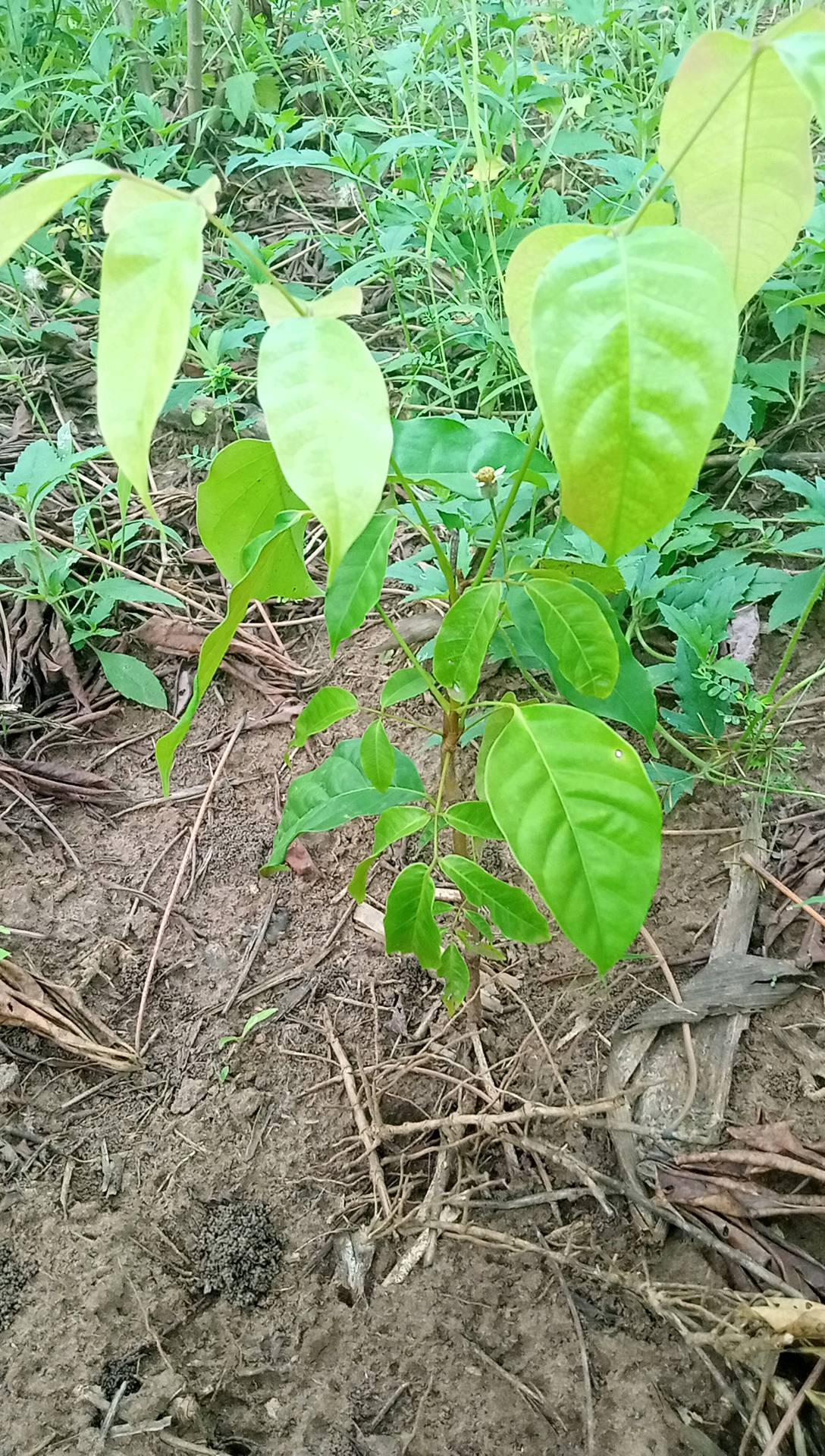 tree