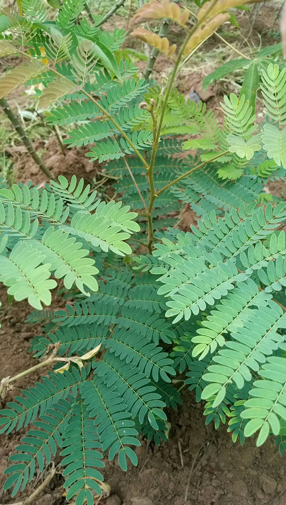 tree
