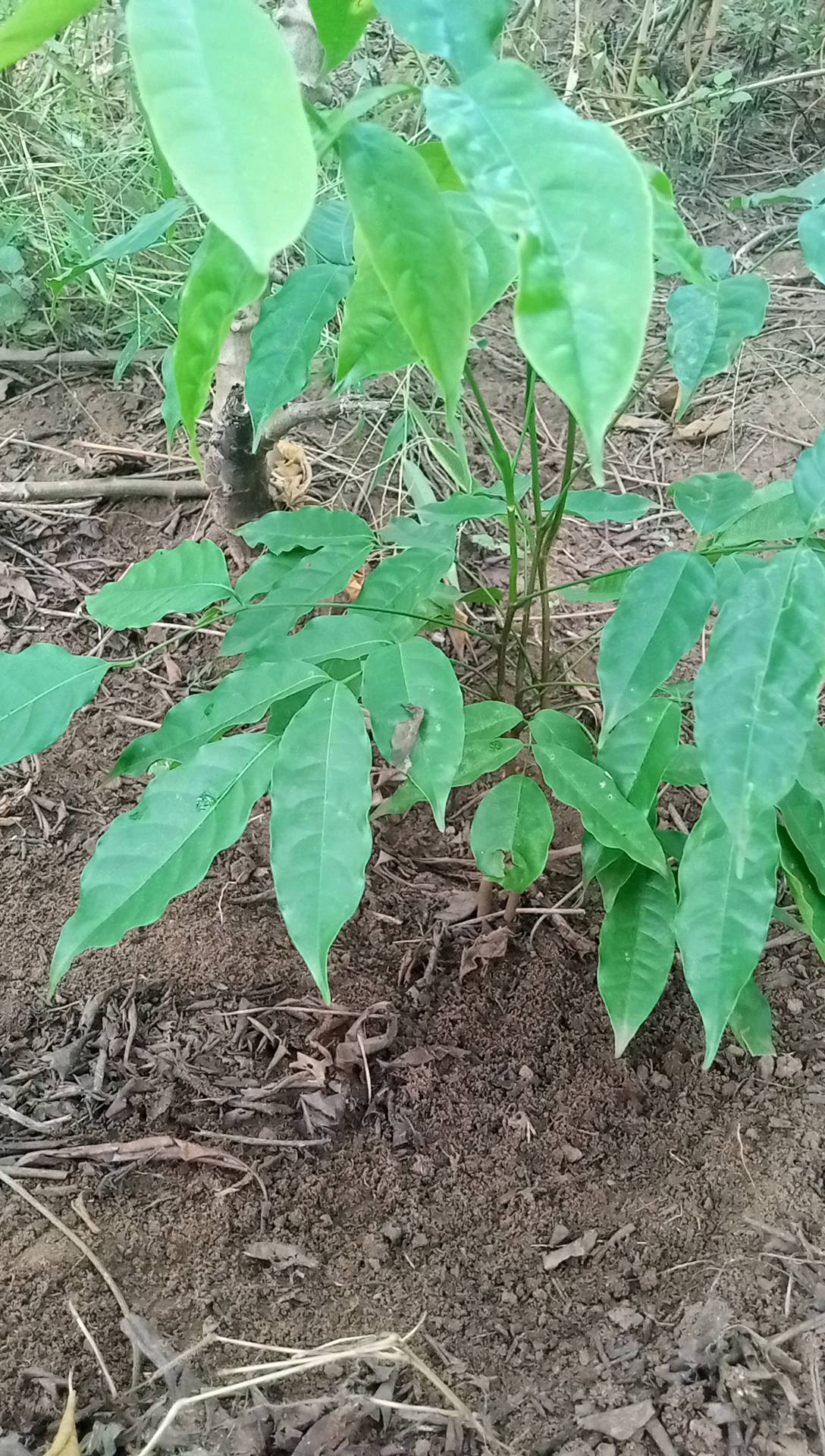 tree