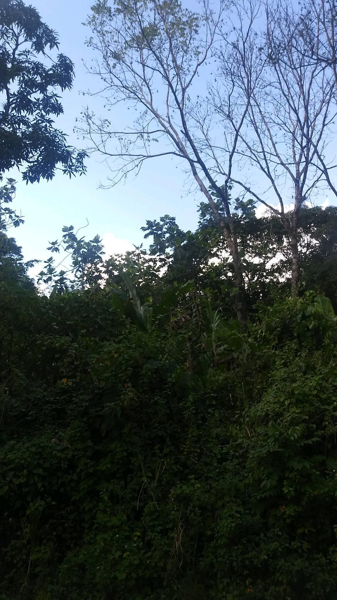 tree