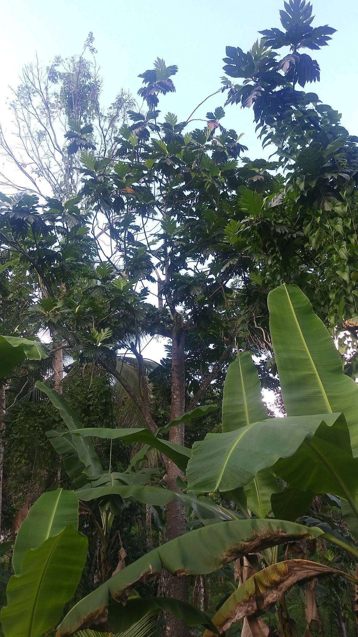 tree