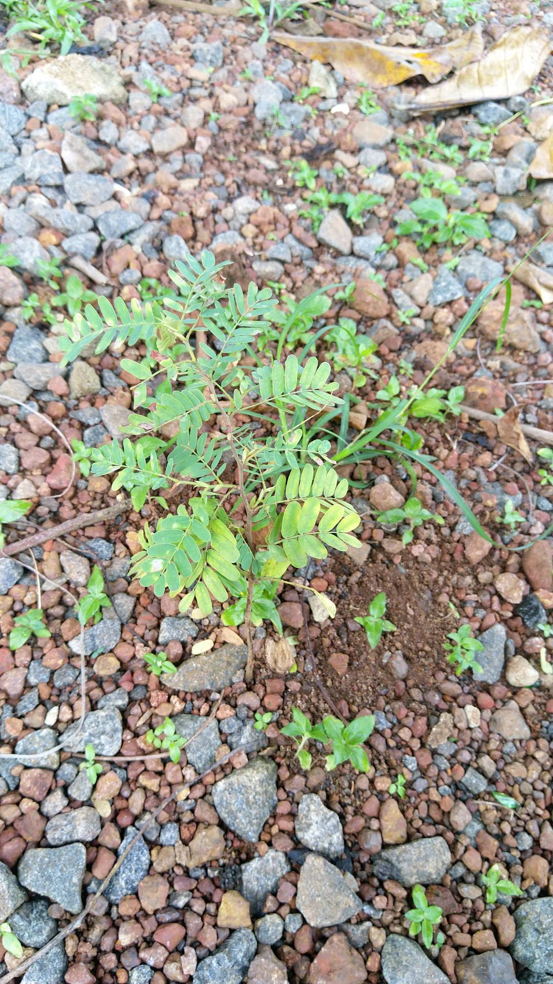 tree