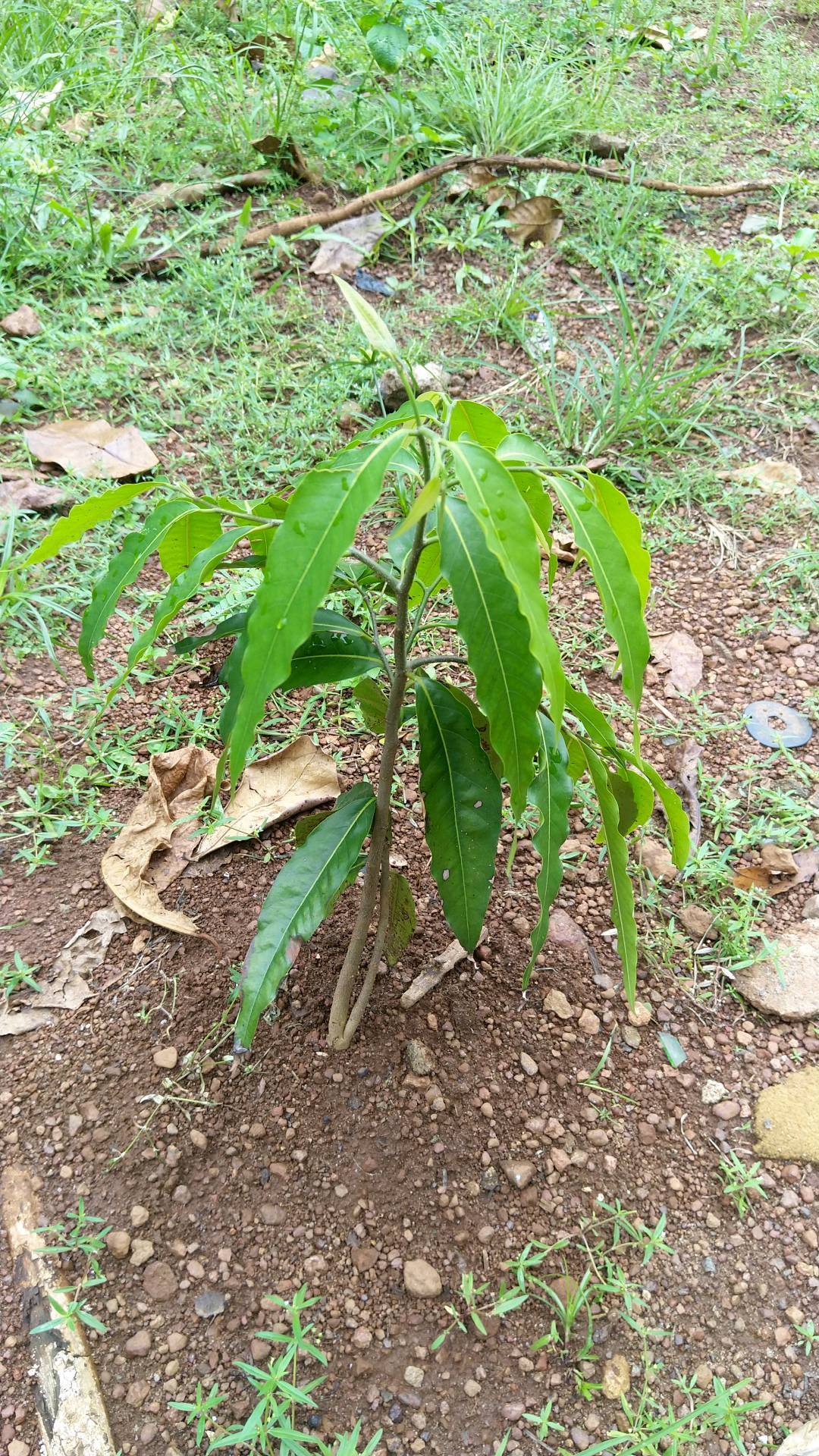 tree