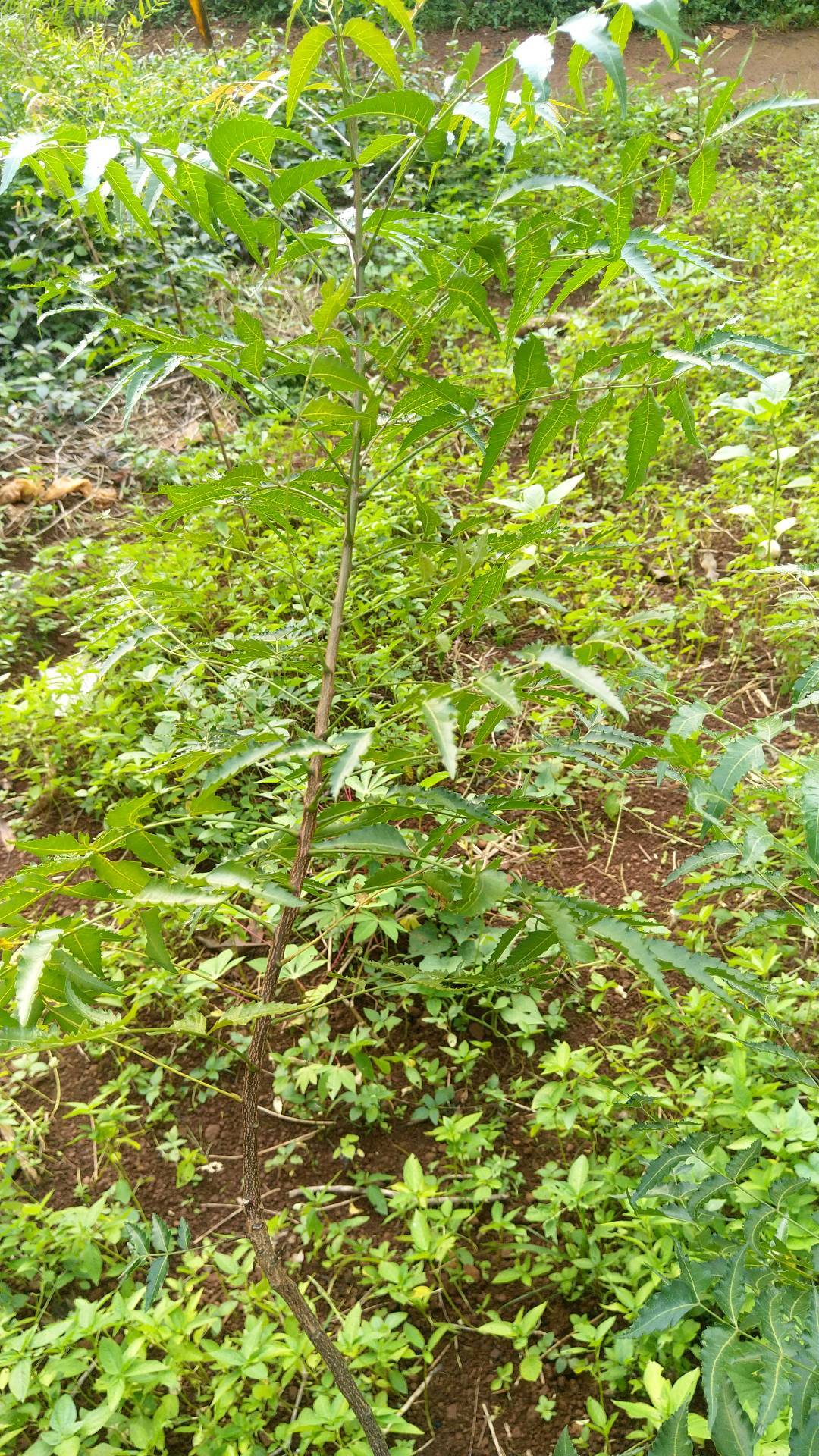 tree