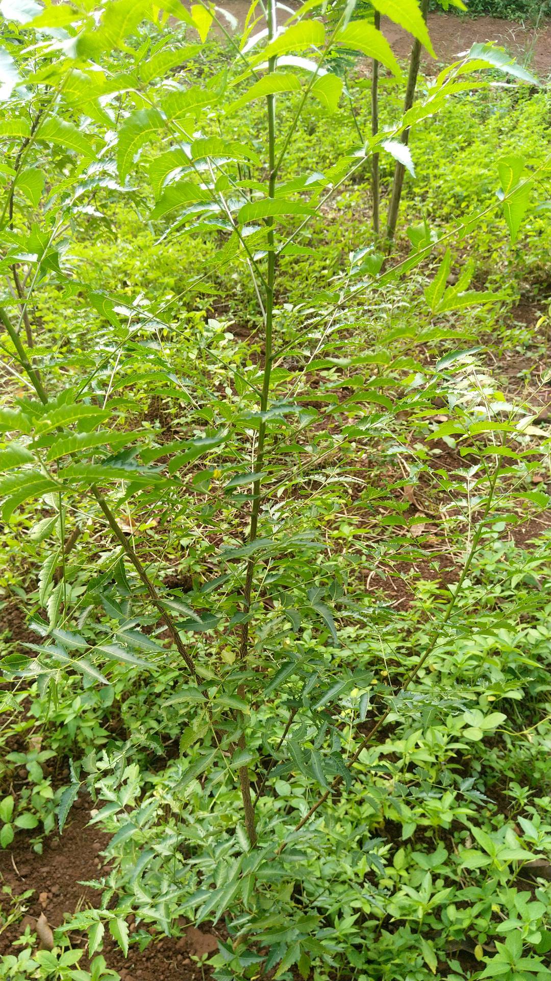 tree