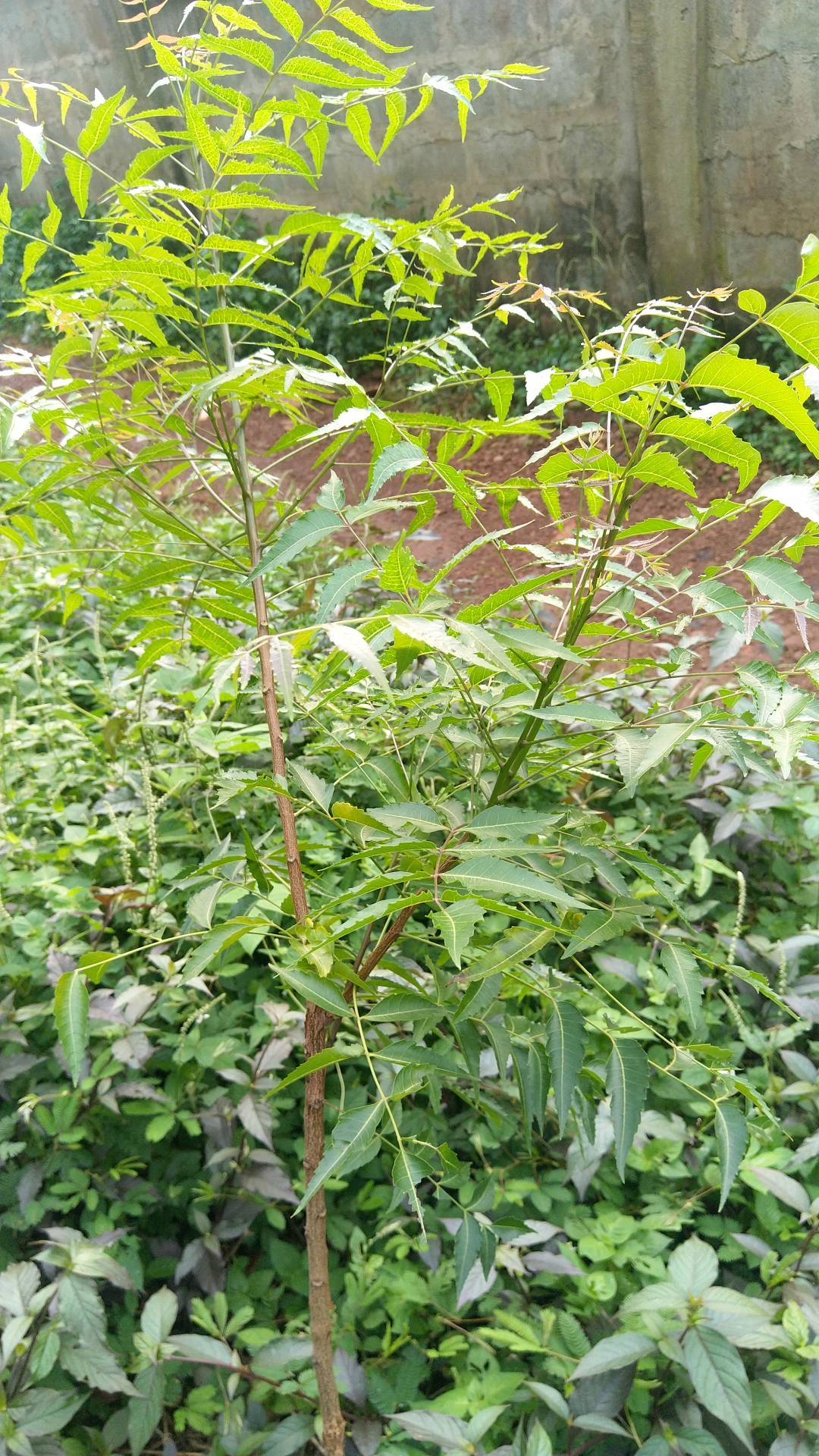 tree