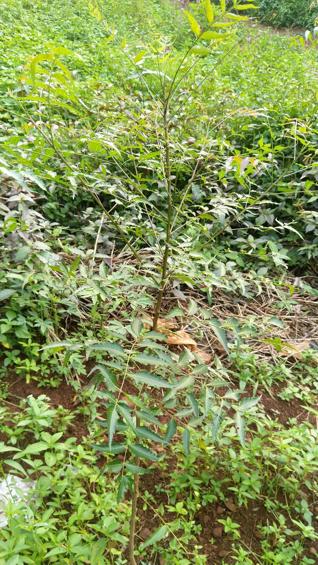 tree