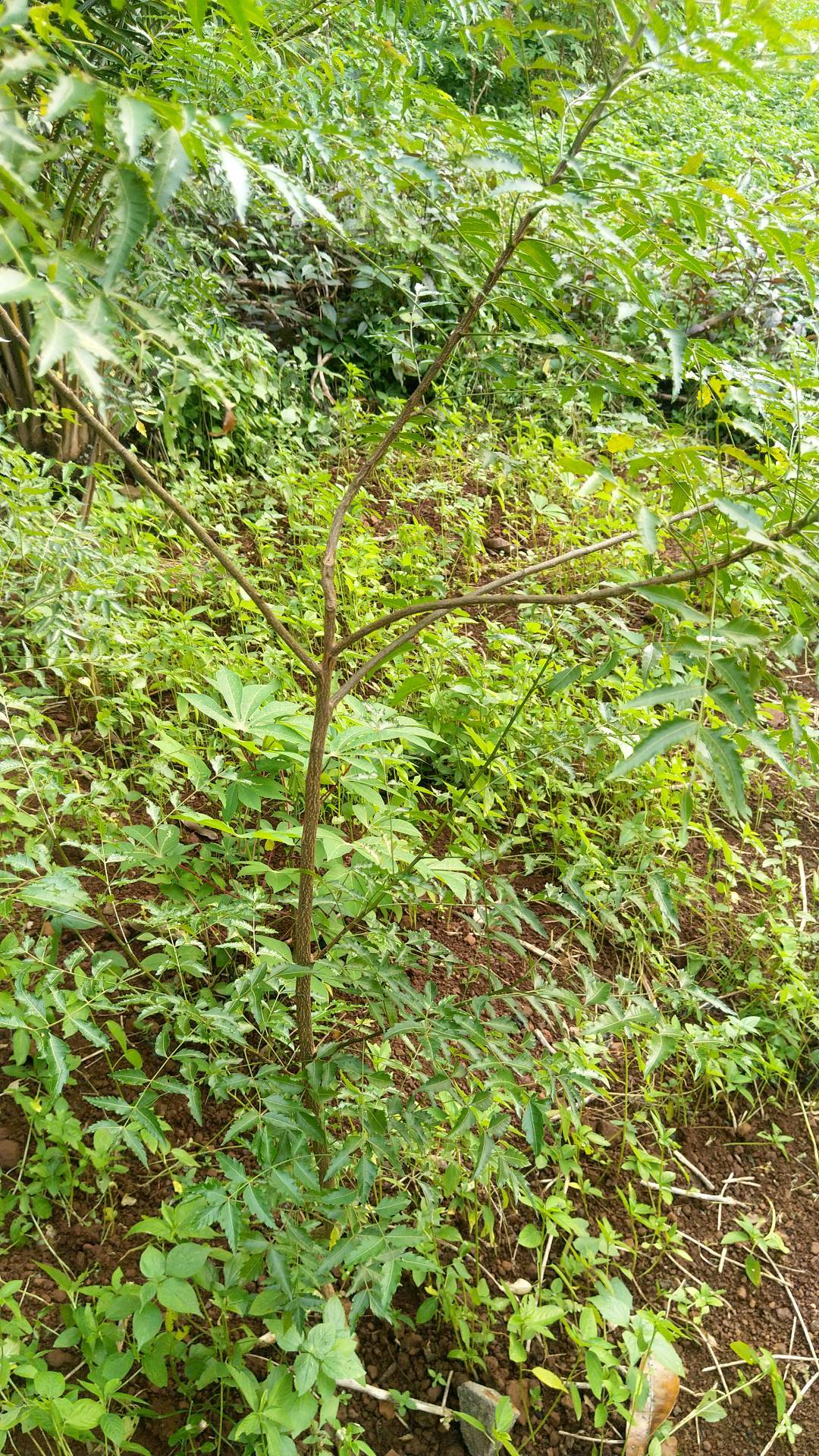 tree