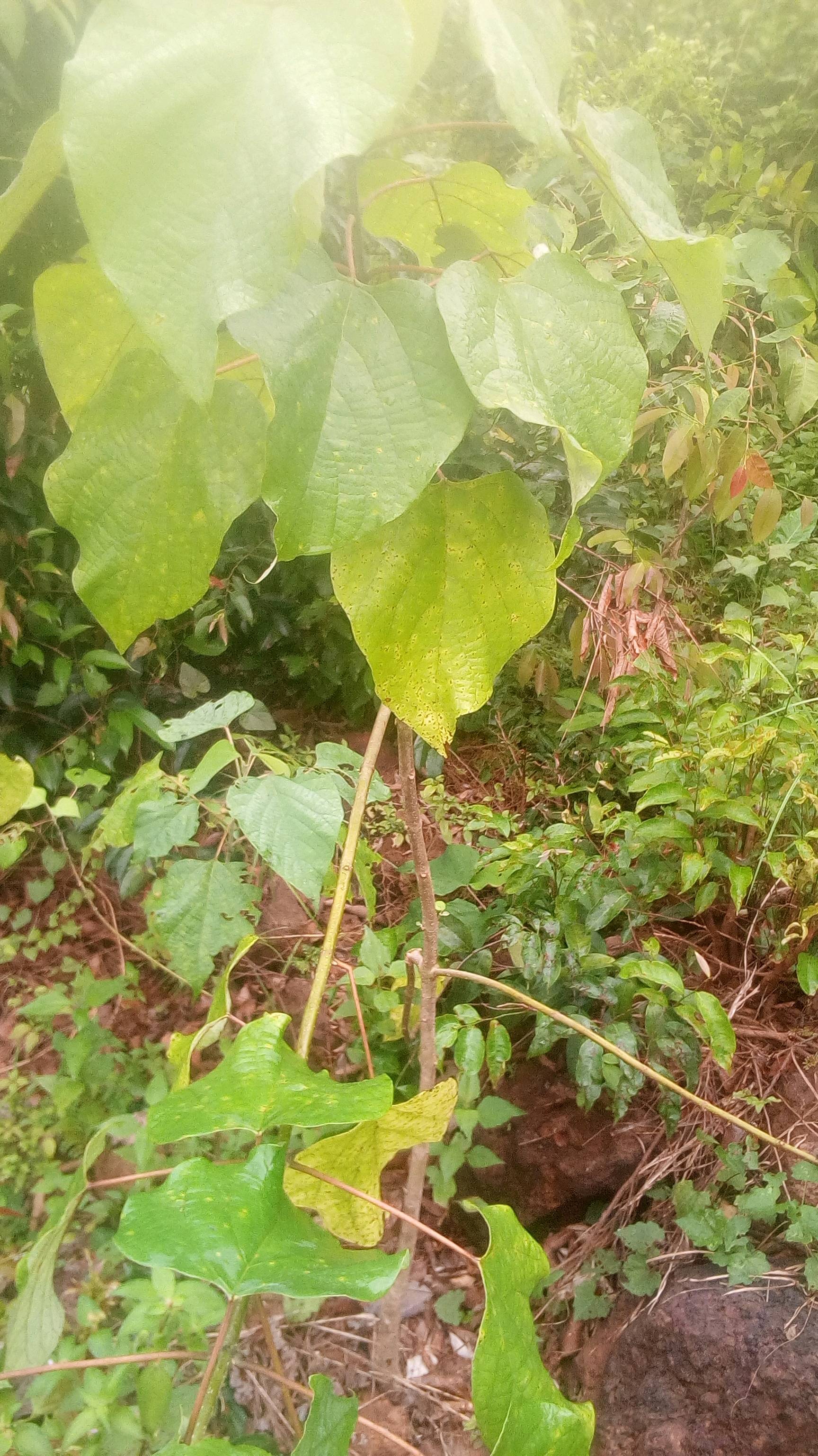 tree