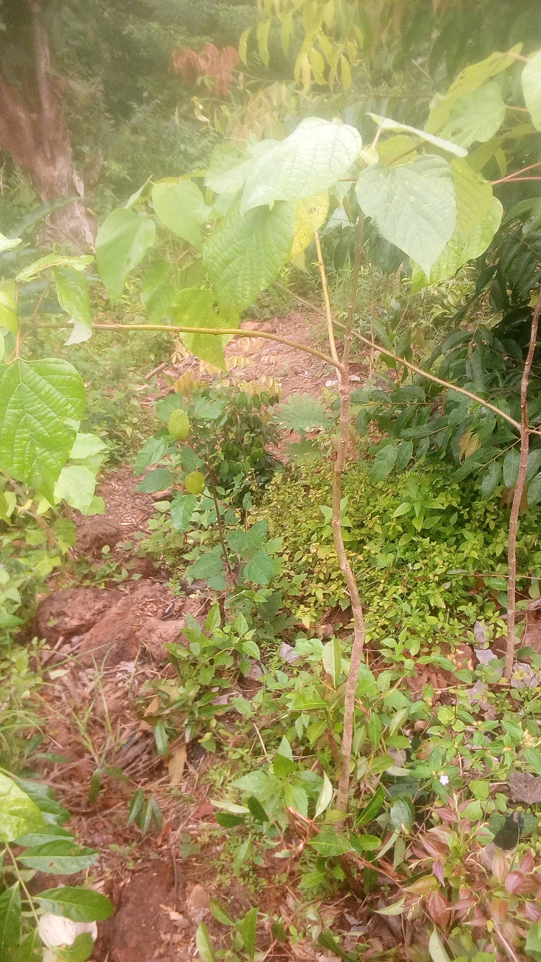 tree