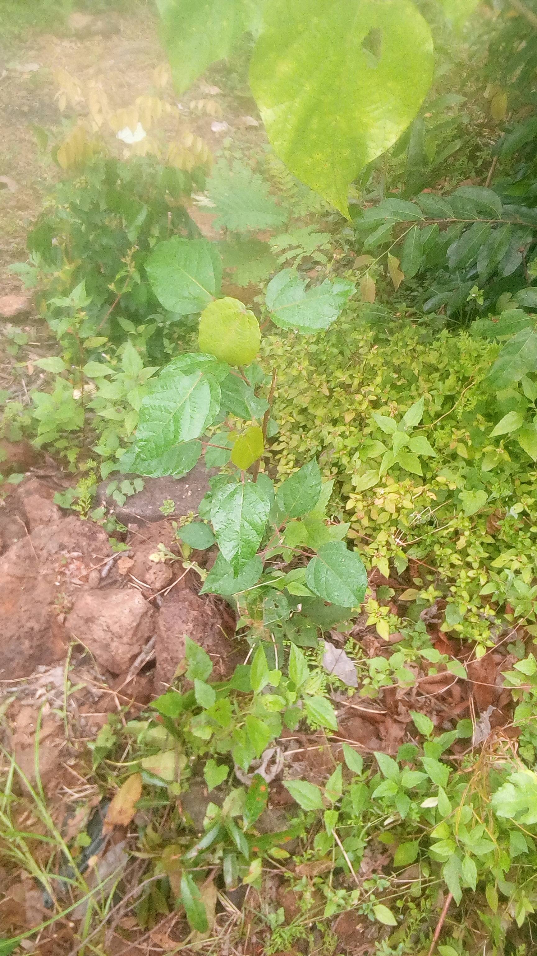 tree