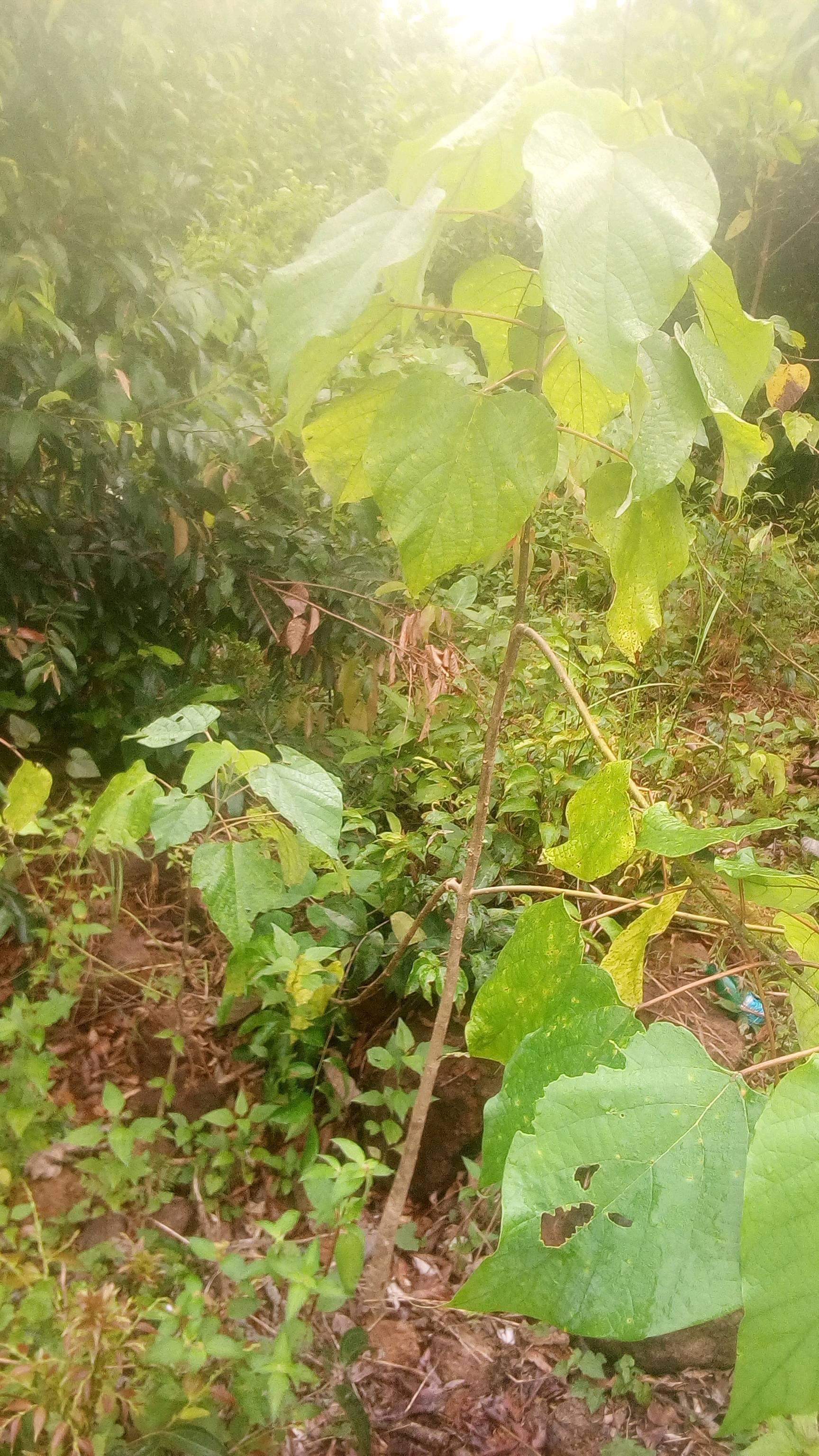 tree