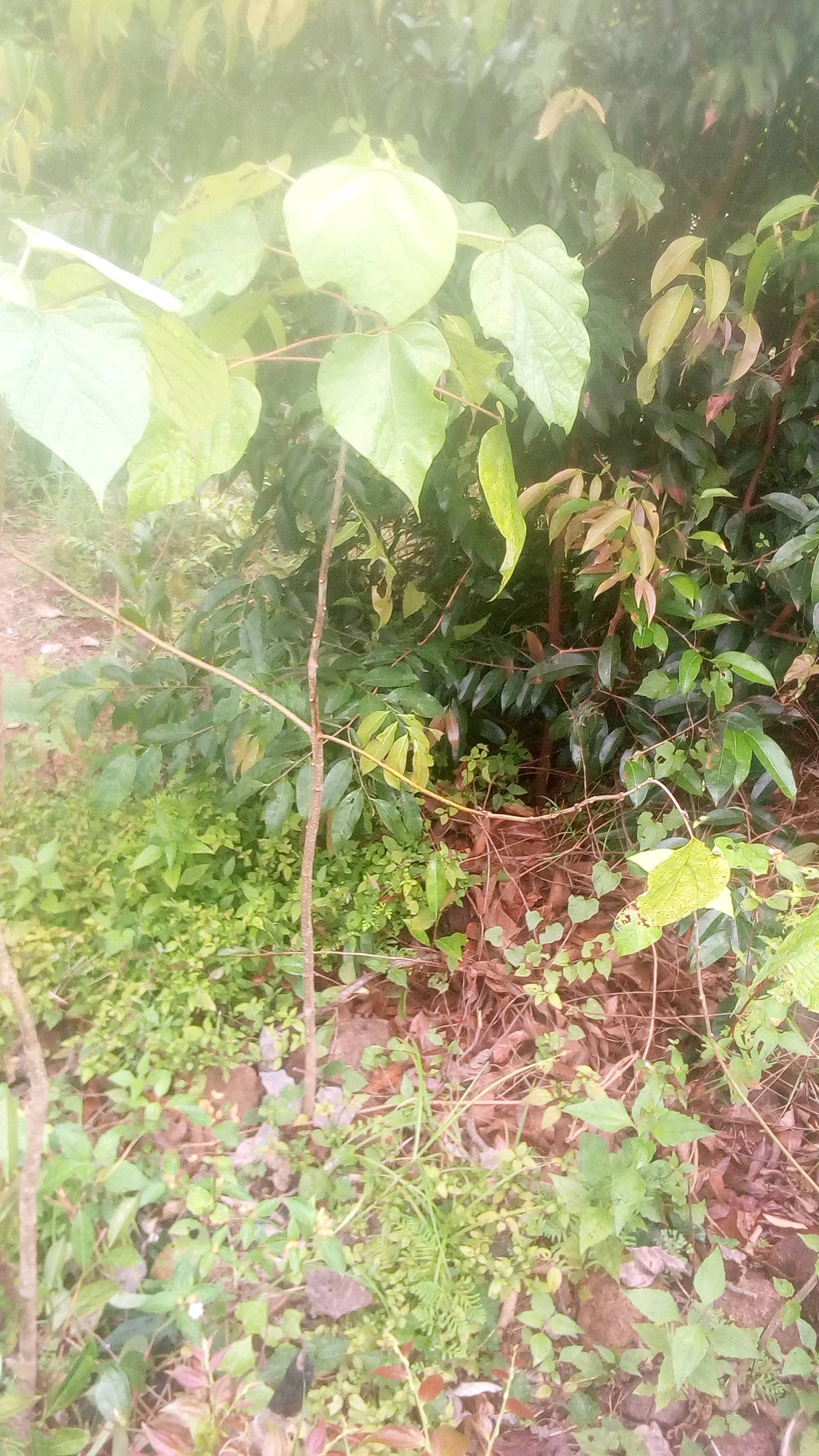 tree