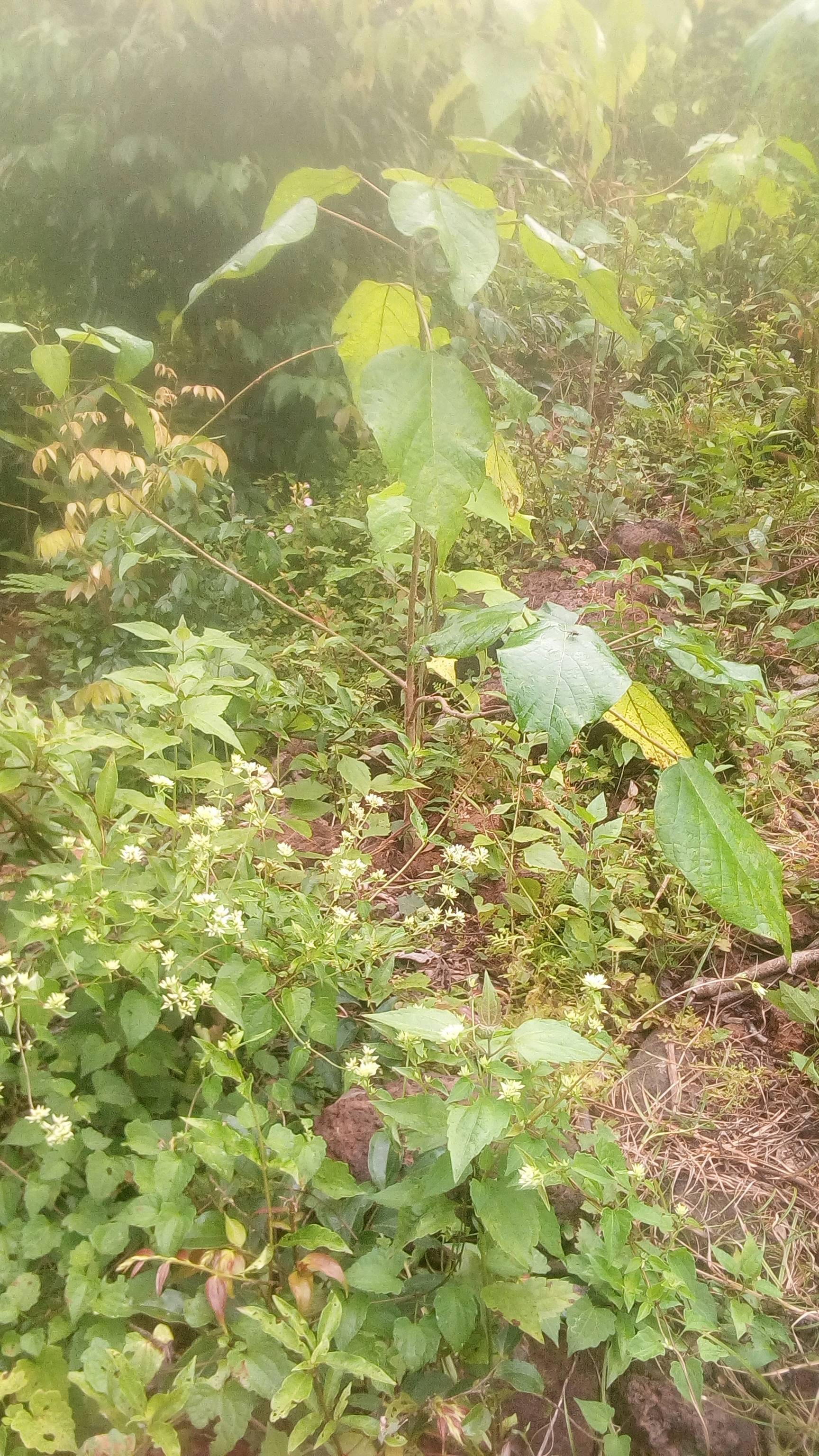tree