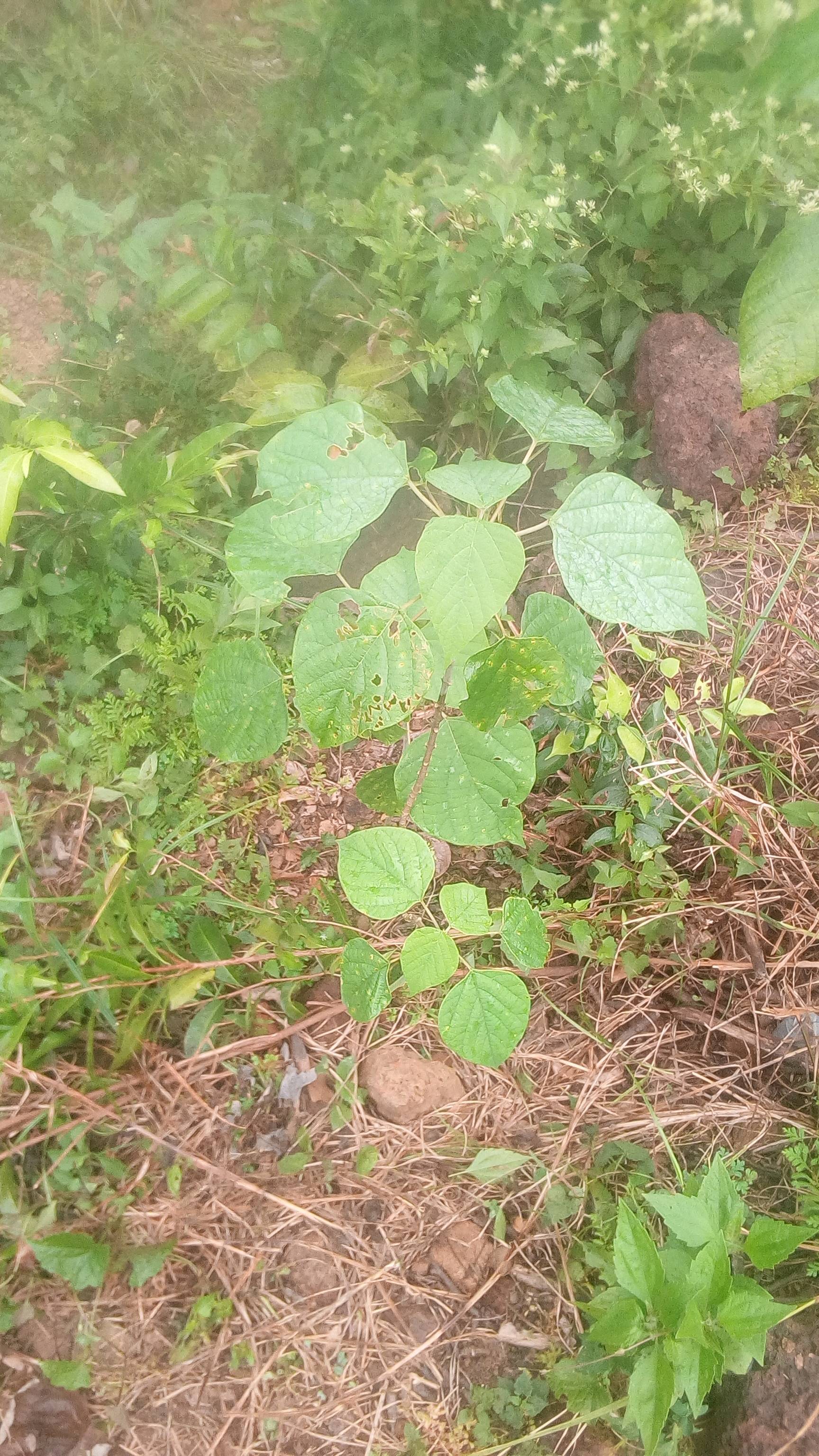 tree
